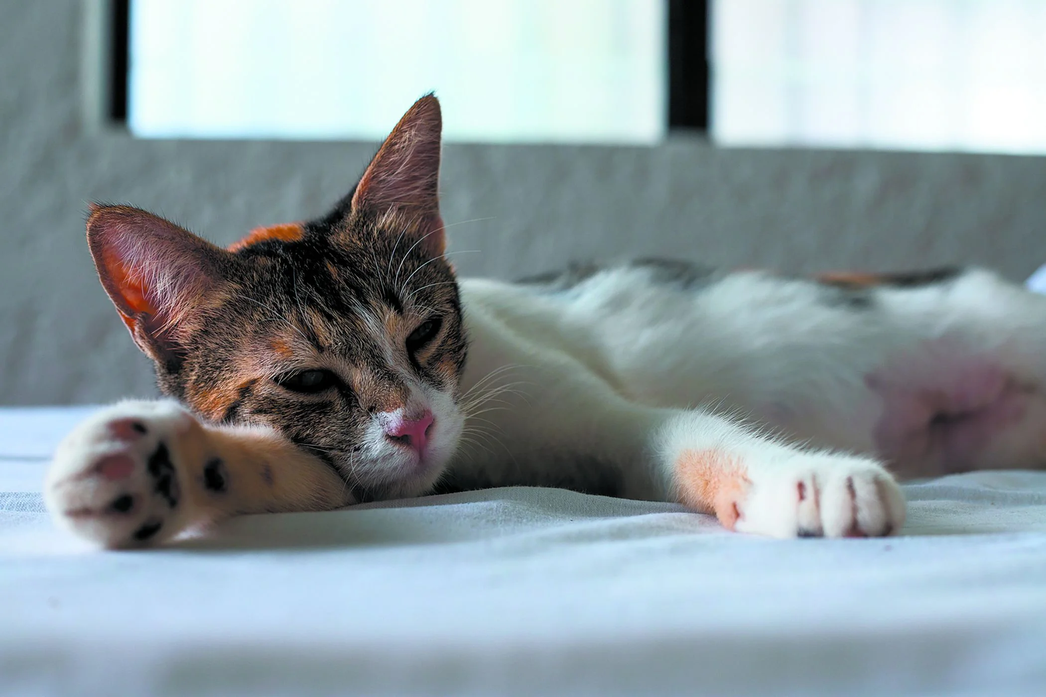 Ameliyatsız dişi kedi kısırlaştırma