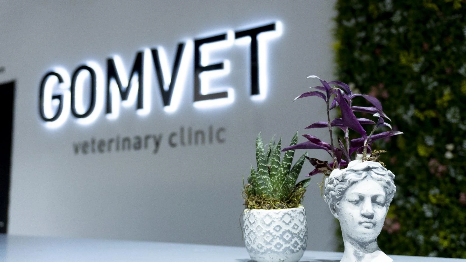 Gomvet