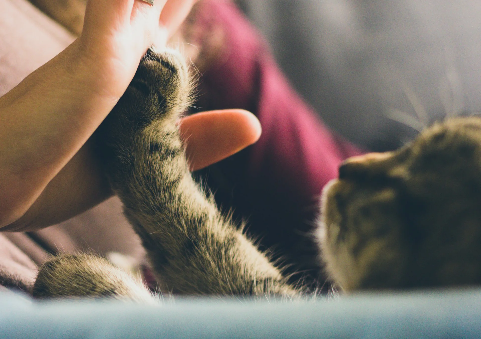 Erkek Kedi Kısırlaştırma Sonrası Bakım