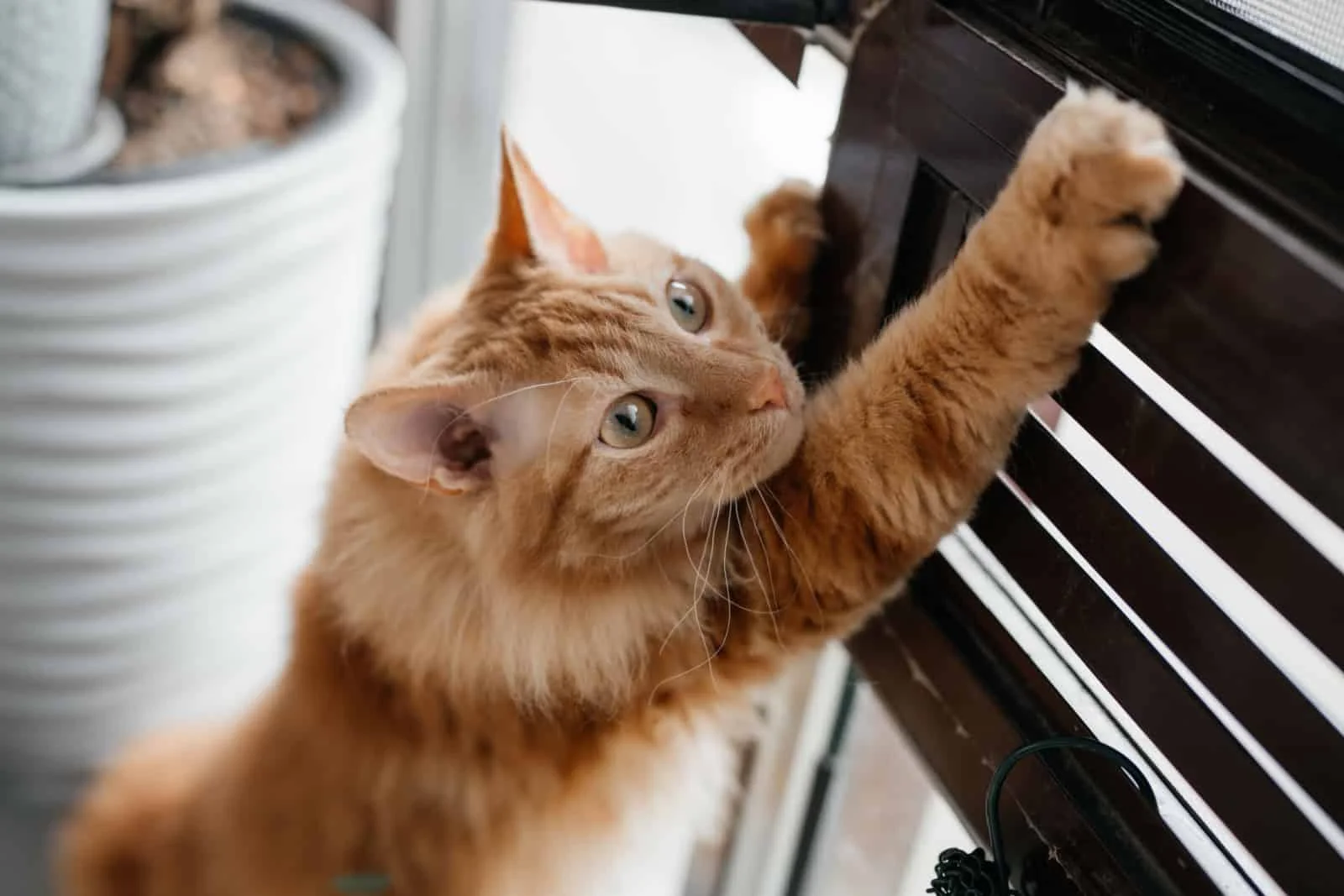 Erkek Kedi Kısırlaştırma Sonrası Bakım