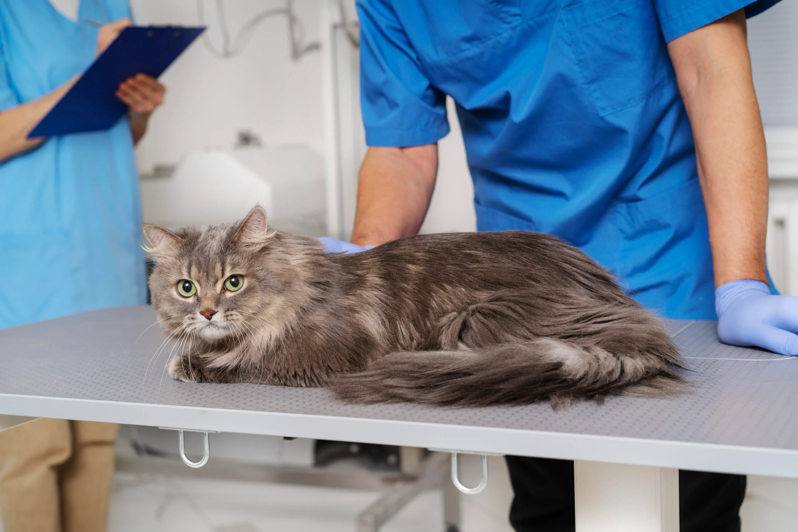 Erkek Kedi Kısırlaştırma Sonrası Bakım