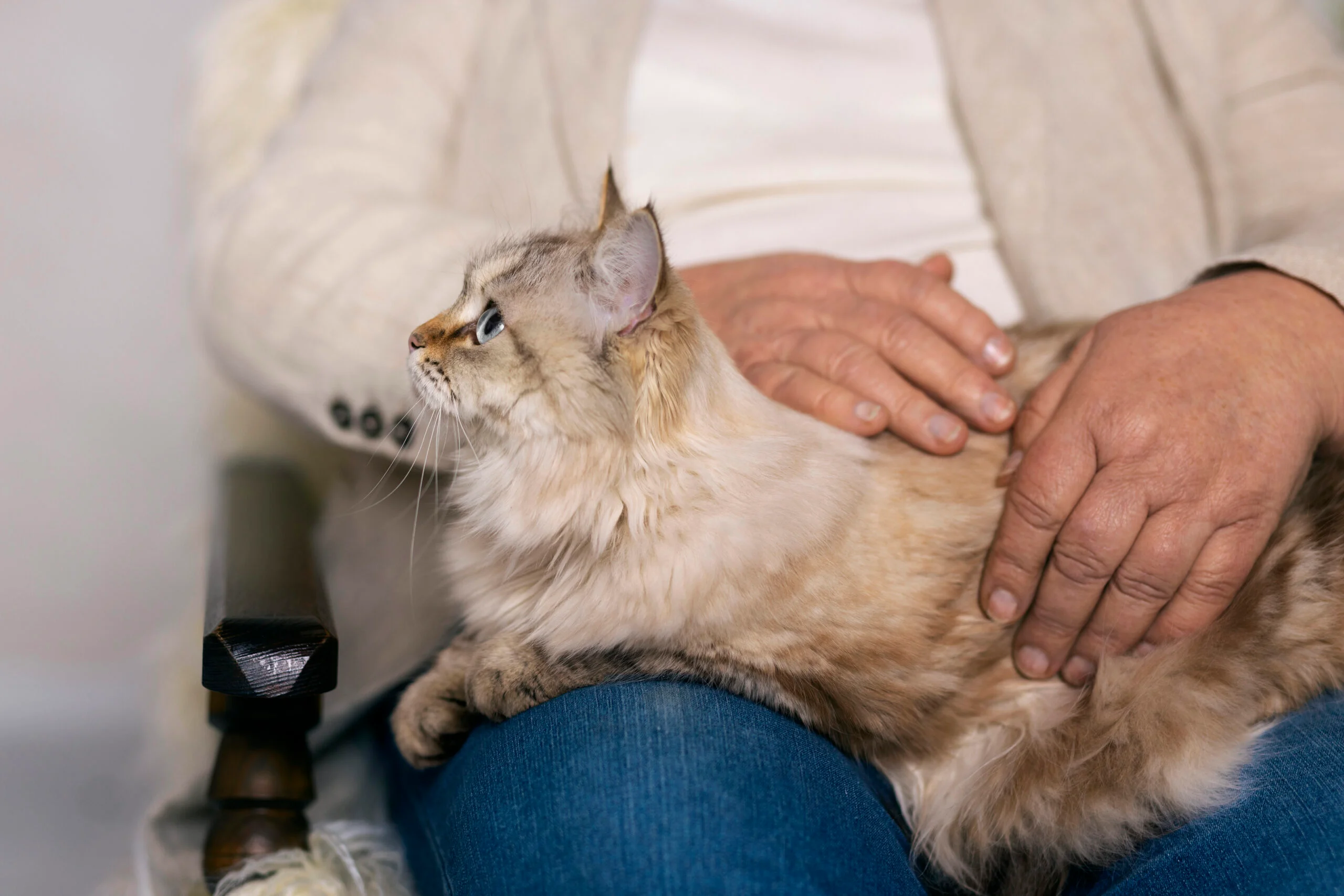 Erkek Kedi Kısırlaştırma Sonrası Bakım