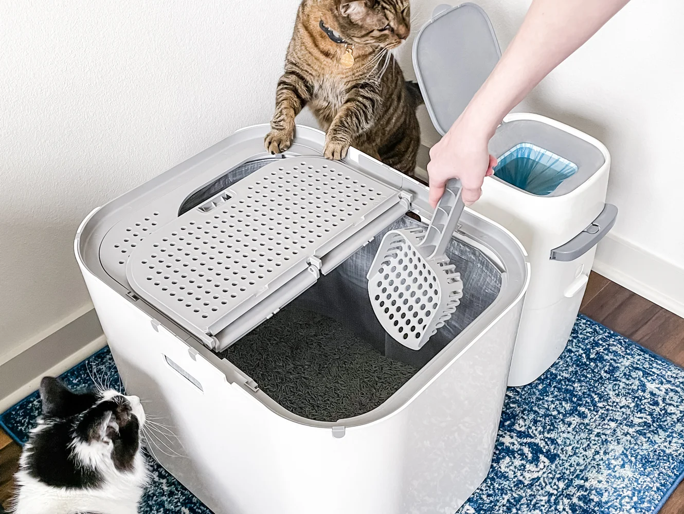 Kedi Tuvaleti Nasıl Temizlenir?