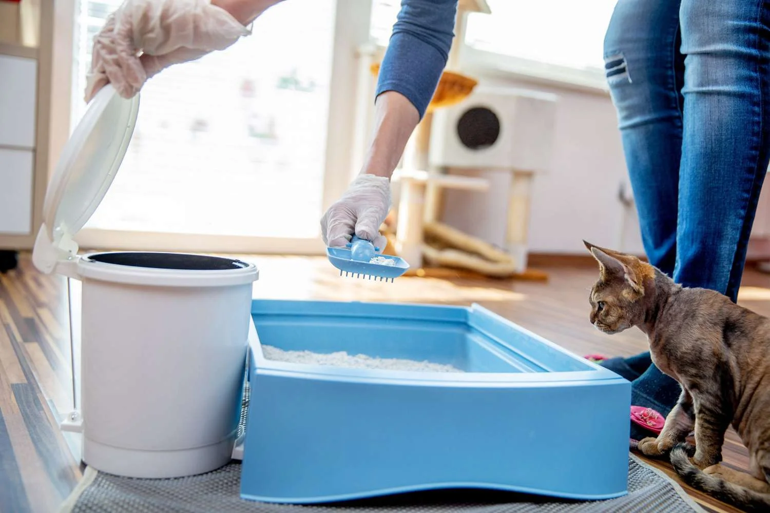 Kedi Tuvaleti Nasıl Temizlenir?