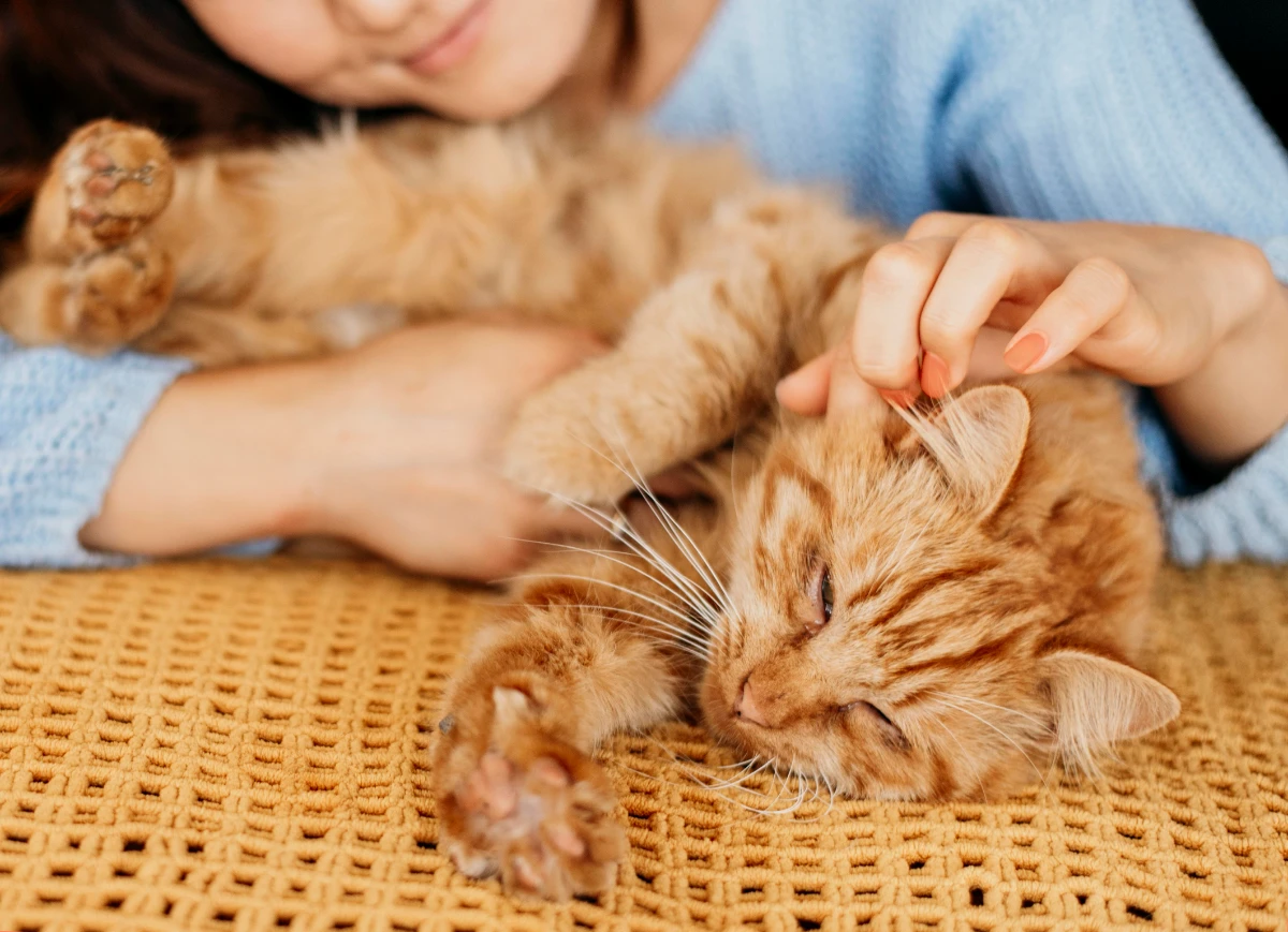 Yavru kedi bakımı