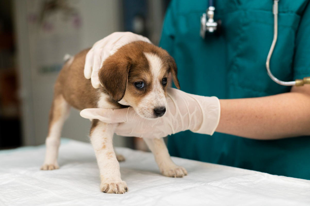 Köpek aşı takvimi ve fiyatları