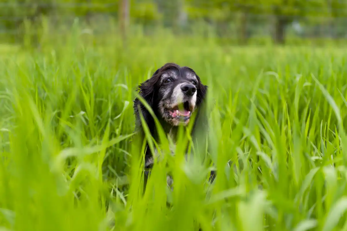 Köpekler neden ot yer?