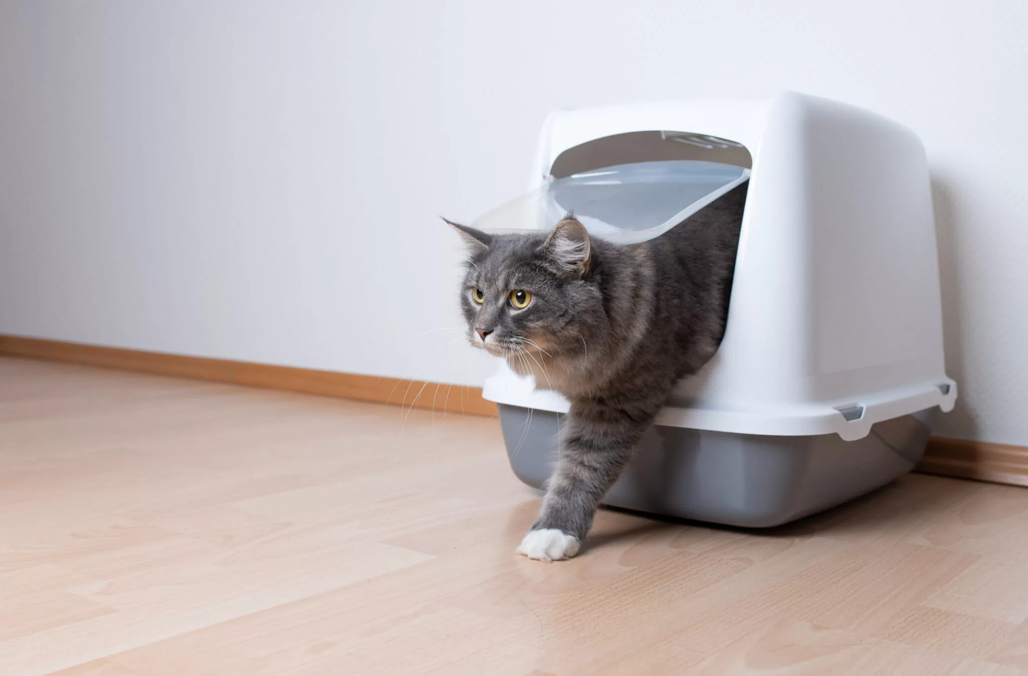 Kedi kanlı ishal nedenleri