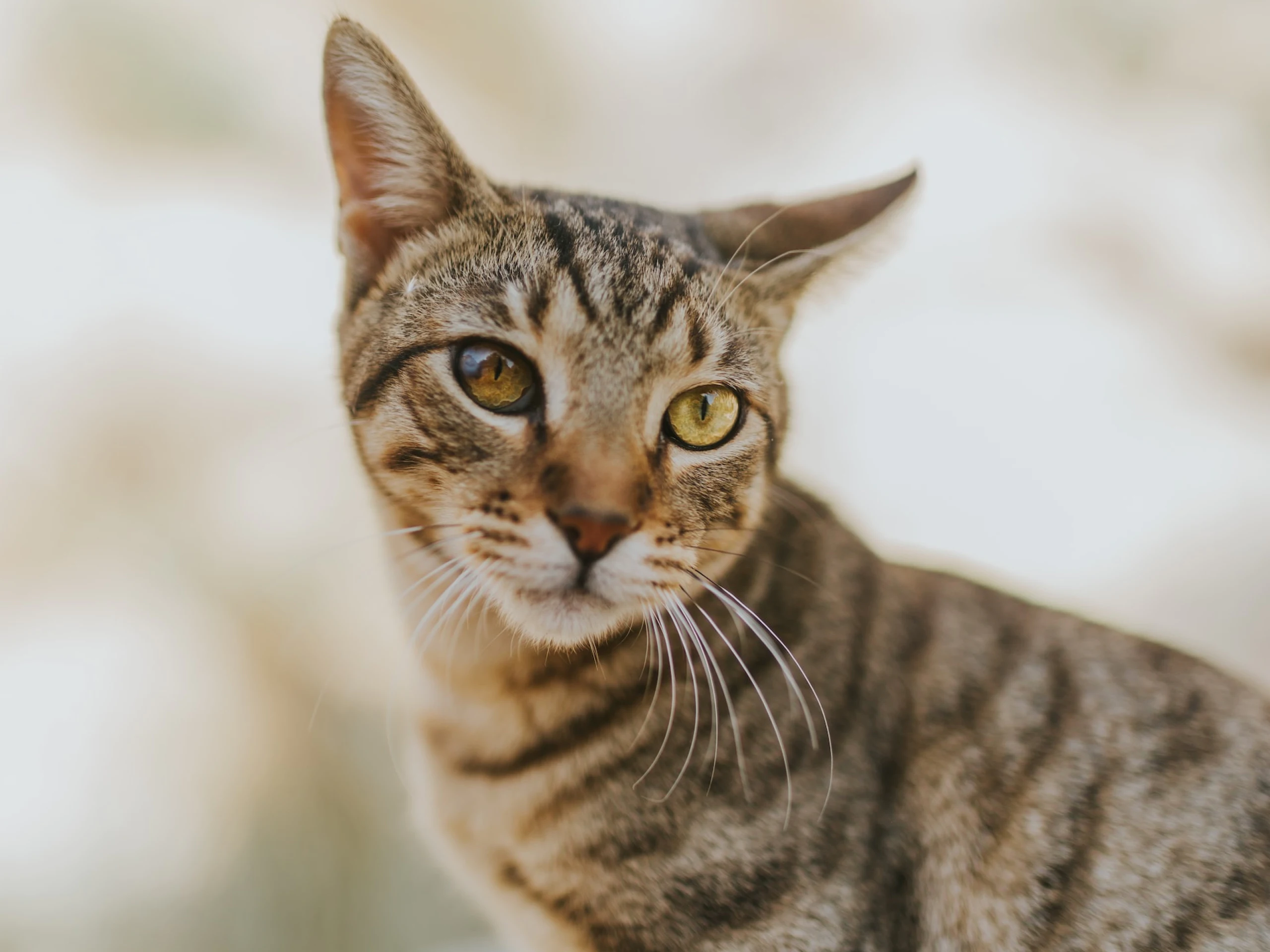 Kedi kanlı ishal belirtileri