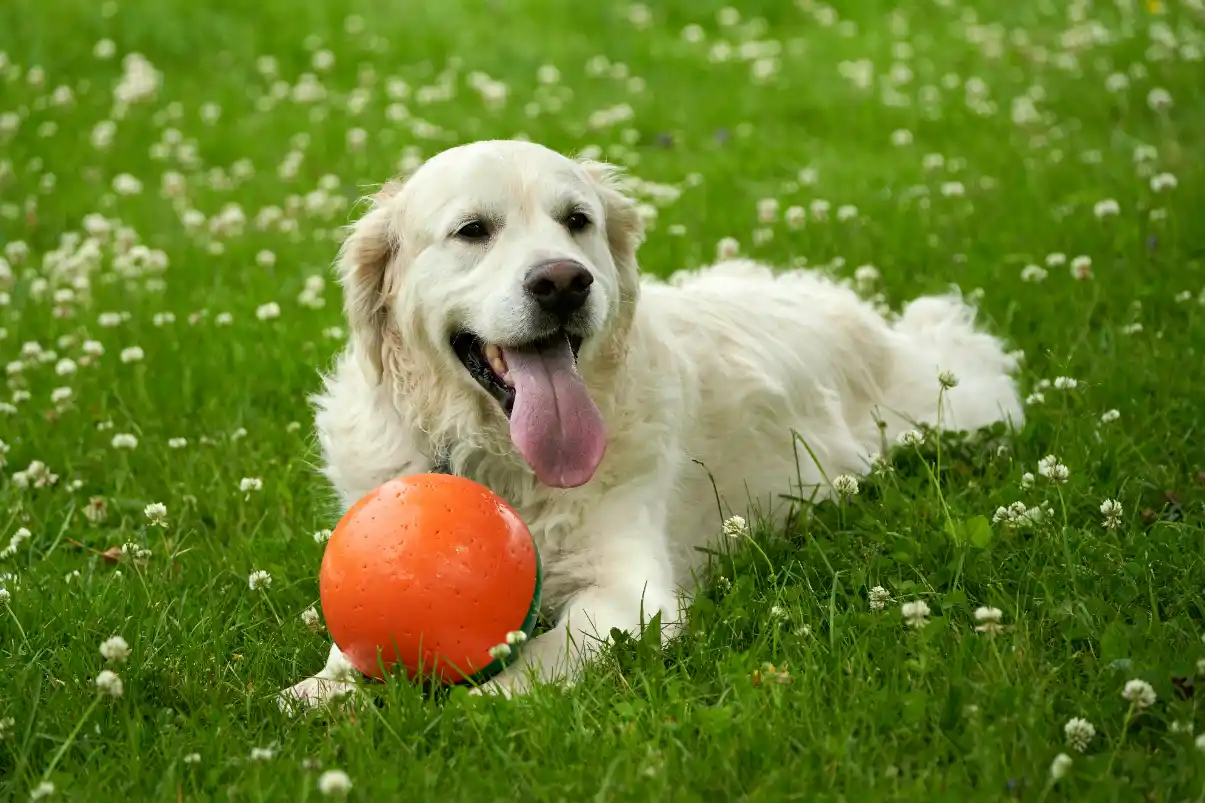 Köpeklerde Lyme Hastalığı