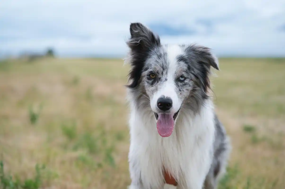 Köpeklerde Lyme Aşısı