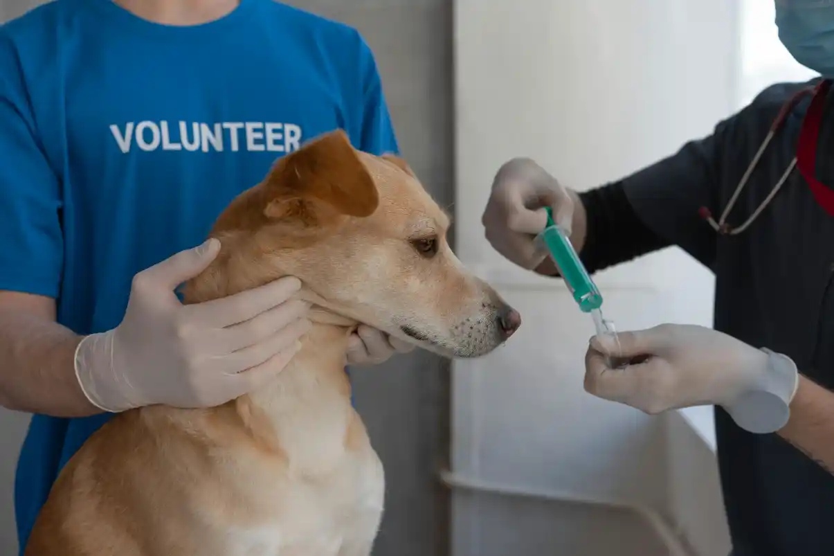 Köpeklerde Lyme Aşısı
