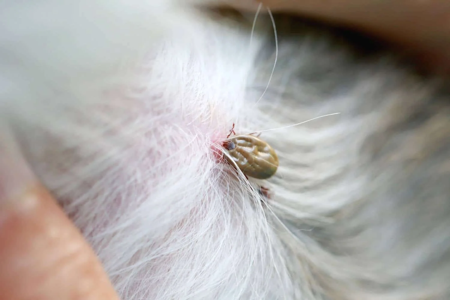 Köpekte lyme hastalığı nasıl yayılır?
