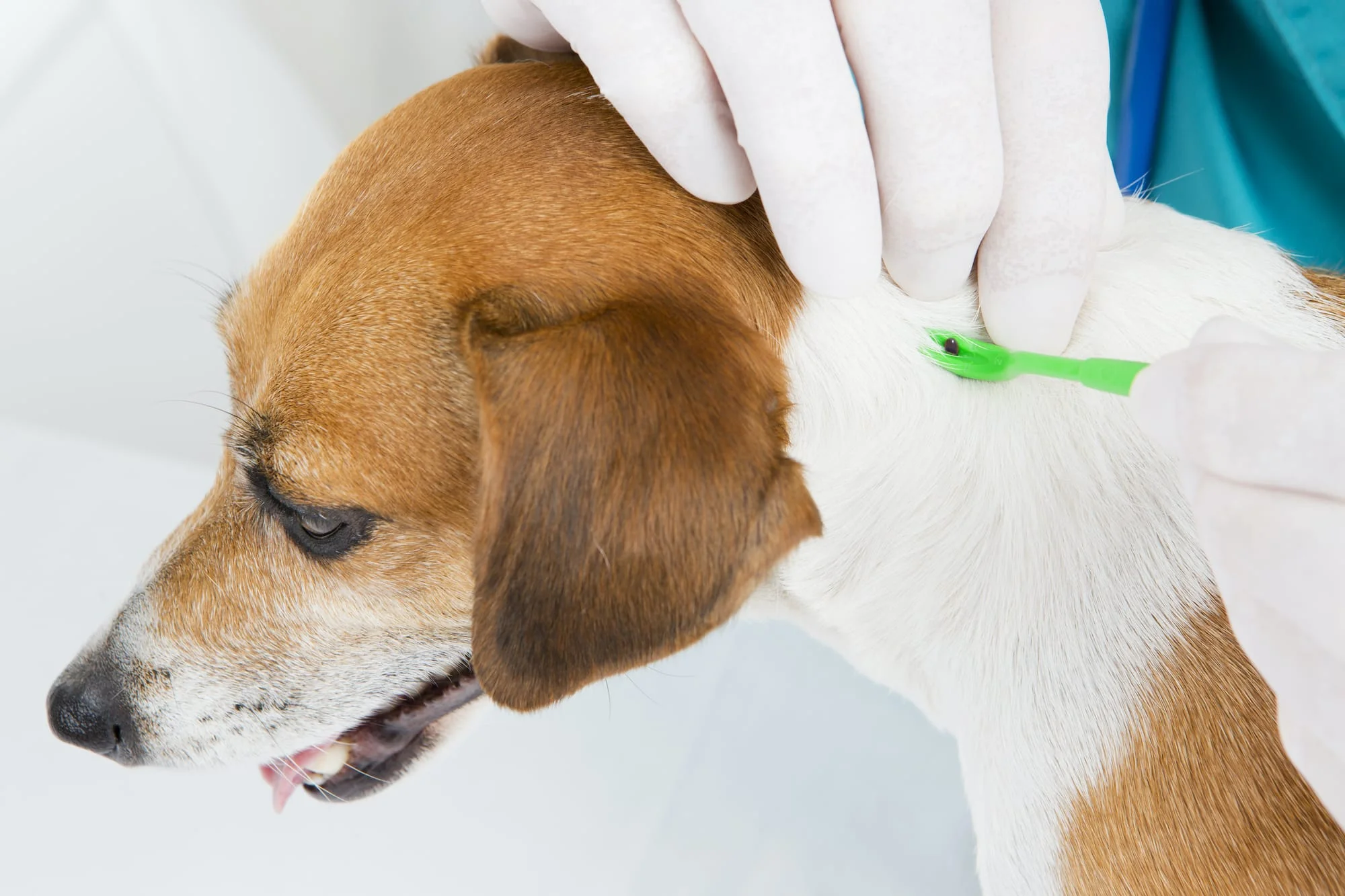 Köpekte lyme hastalığına neden olan kene çıkarma işlemi