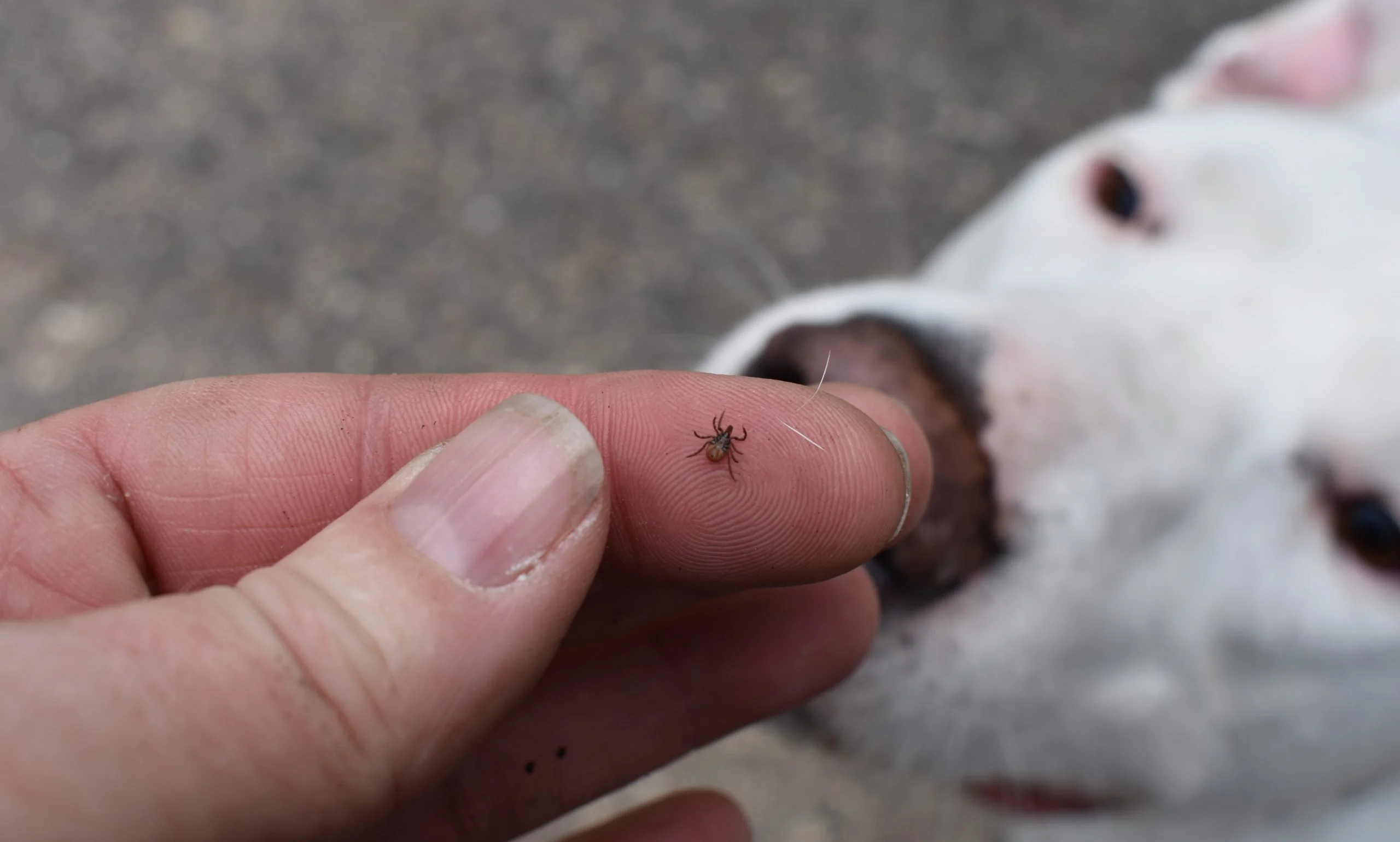 Köpeklerde lyme hastalığı