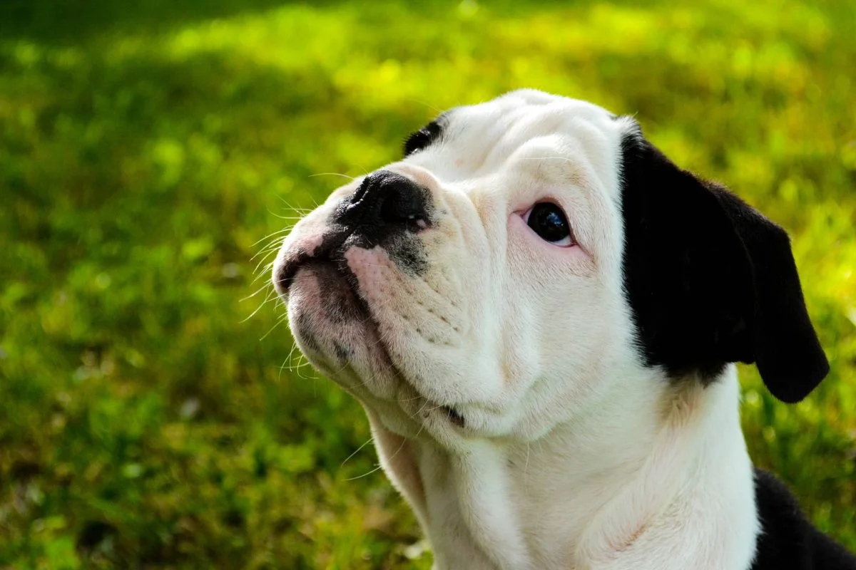 Köpeğinizi lyme hastalığından nasıl korursunuz?