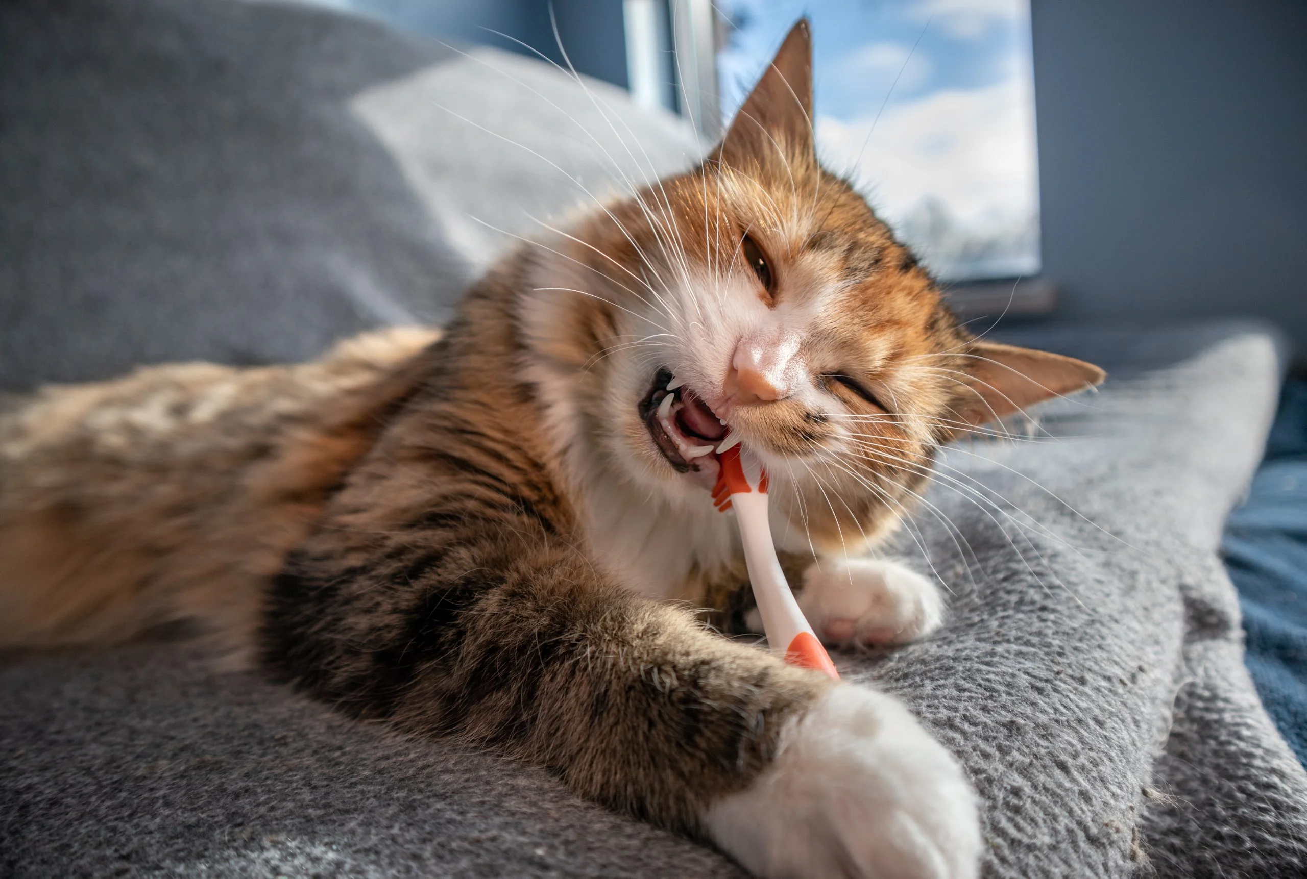 Kedi dişi nasıl fırçalanır?