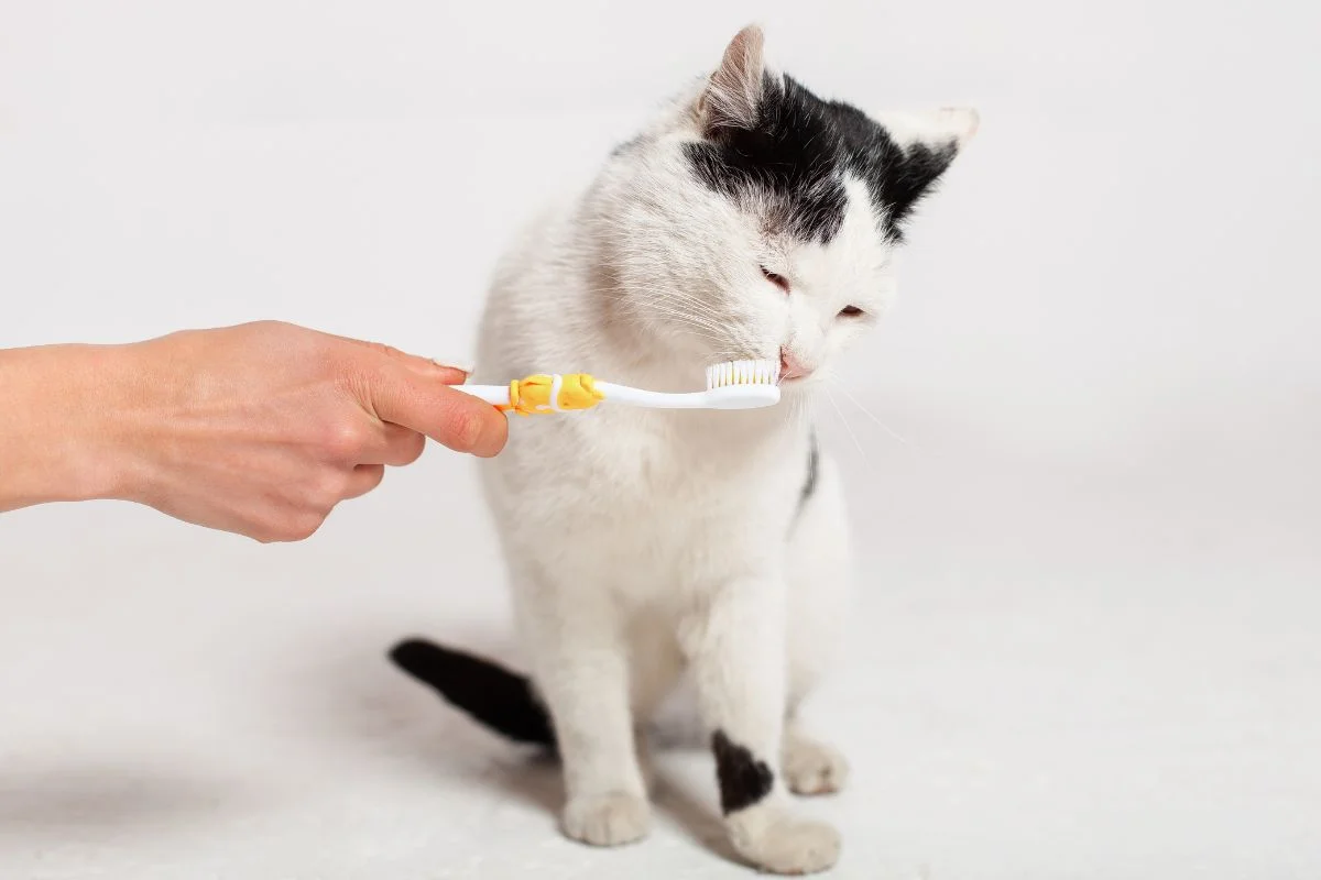 Kedi dişi nasıl fırçalanır?