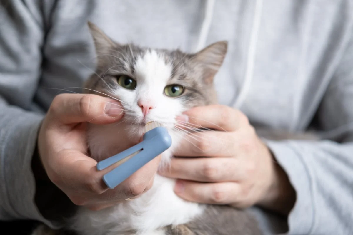 Kedi dişi nasıl fırçalanır?