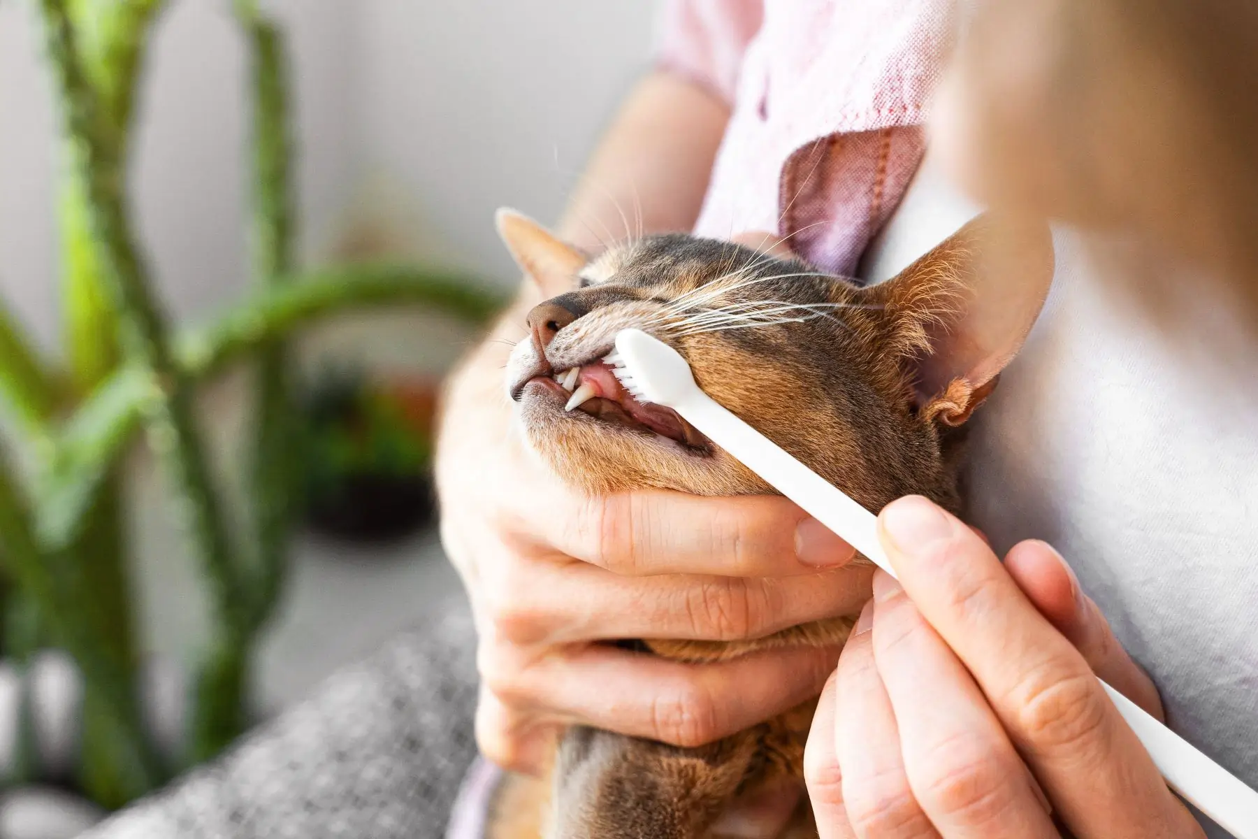 Kedi dişi nasıl fırçalanır?