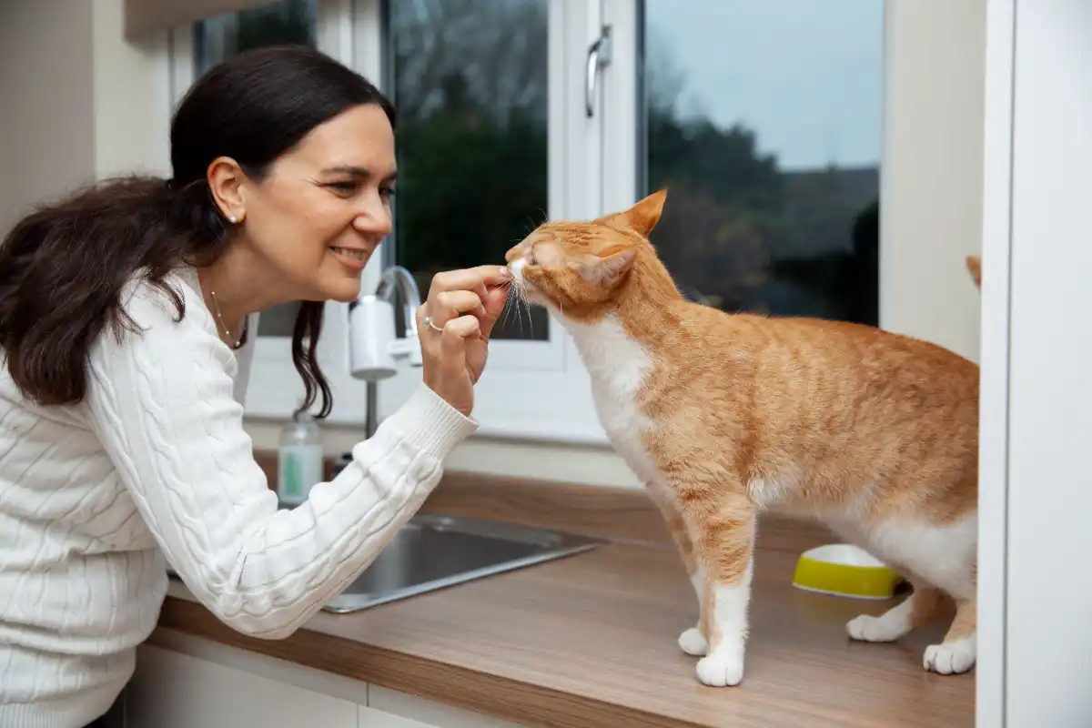 Kedi dişi ne zaman fırçalanır?