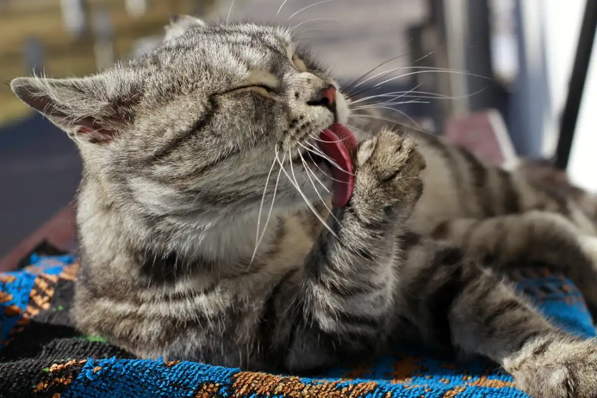 Kedi dişi ne zaman fırçalanır?