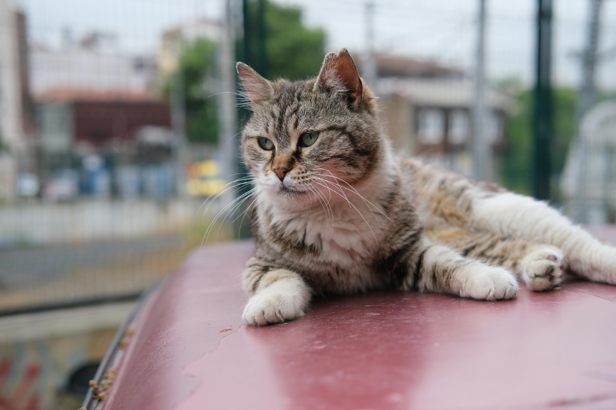 Kedilerde lösemi aşısı