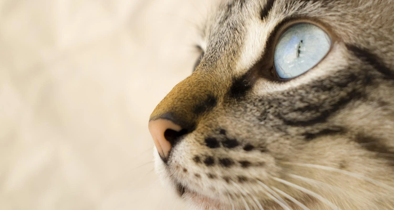 Yavru kedi göz hastalıkları