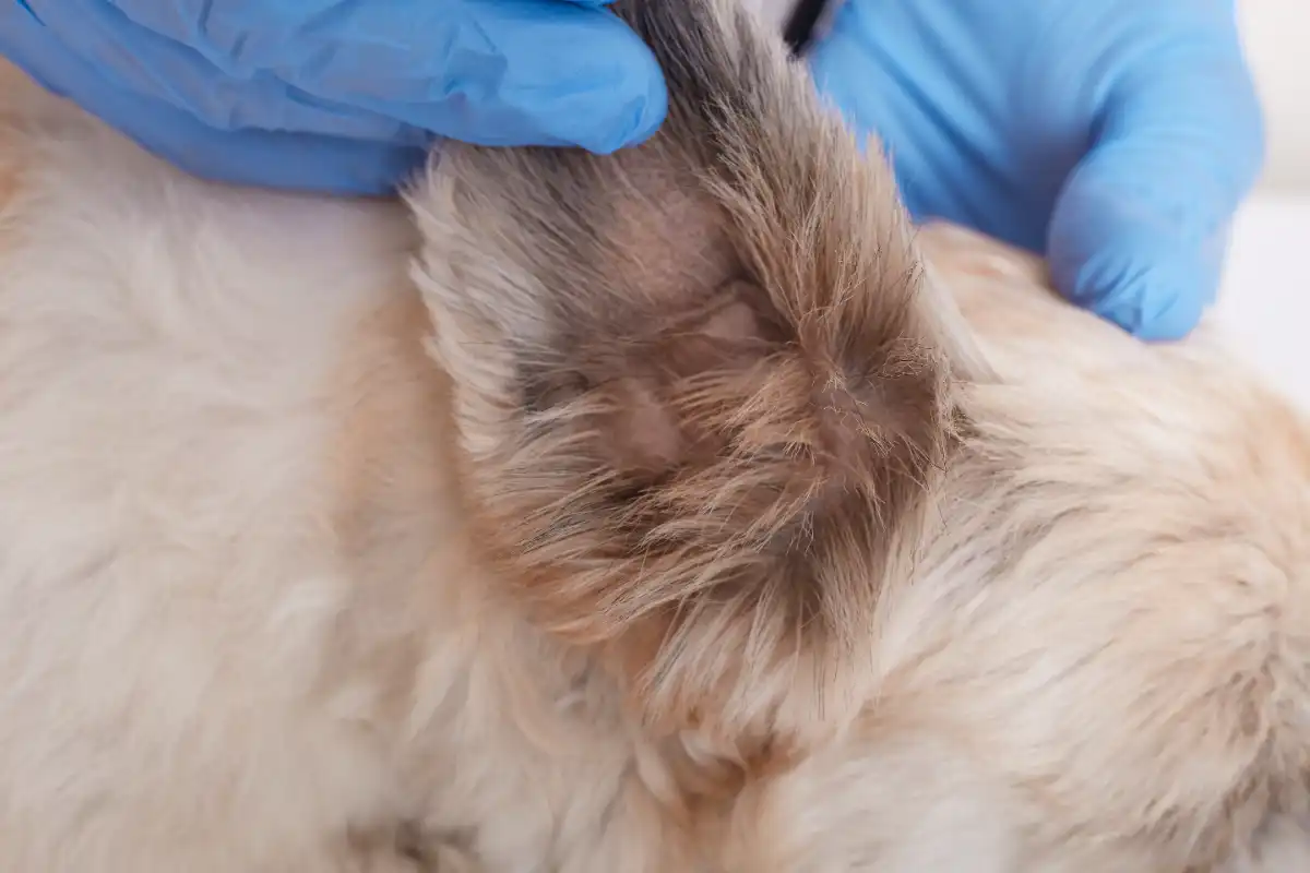 Veterinerde köpek piresi kontrolü