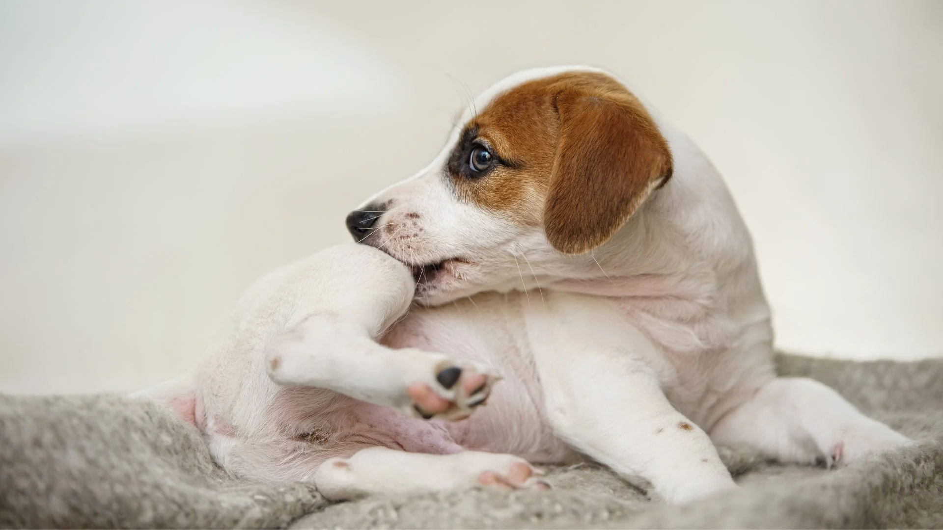 Köpek piresi nasıl anlaşılır? Nasıl tedavi edilir?