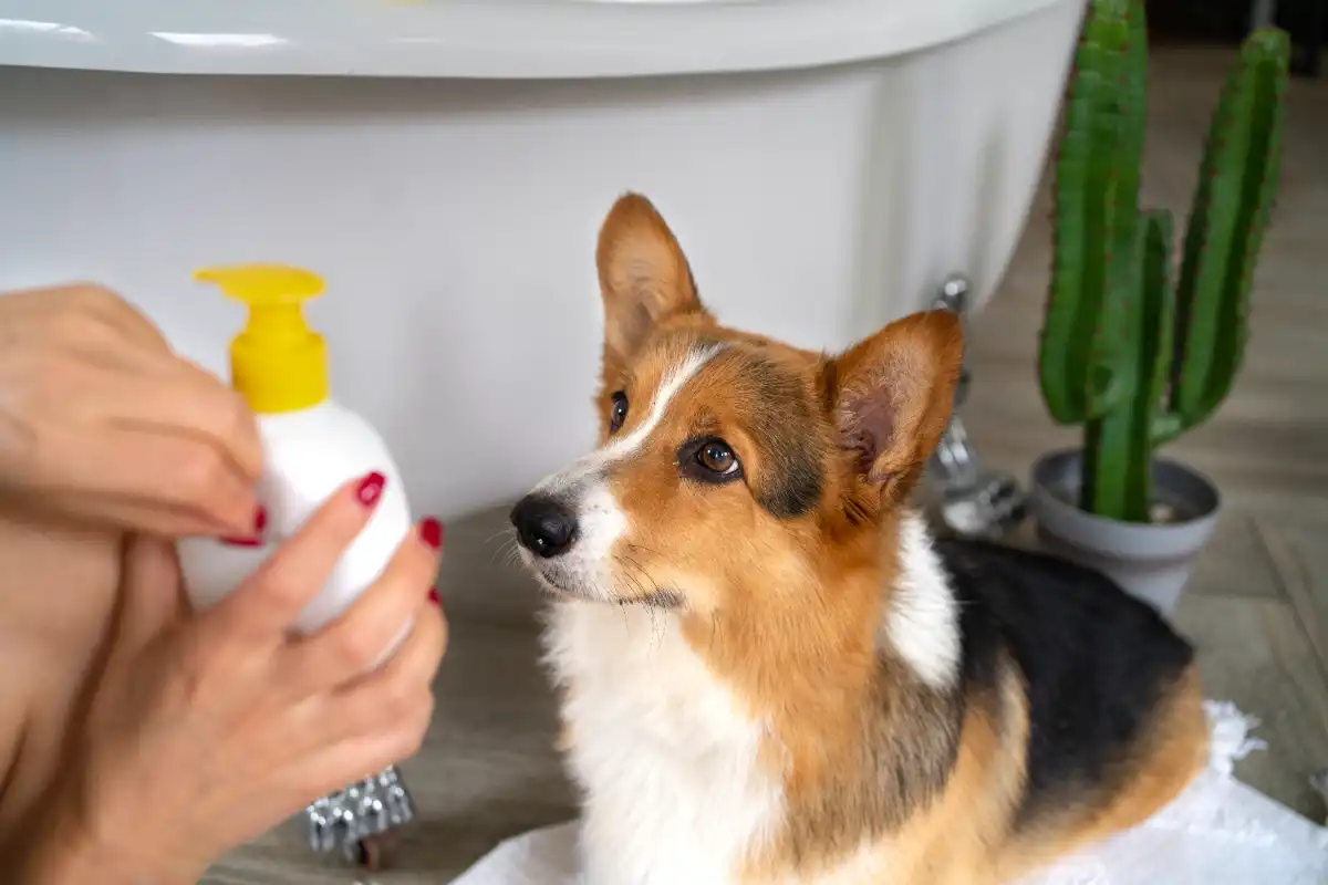 Evde köpek piresi temizleme yöntemi