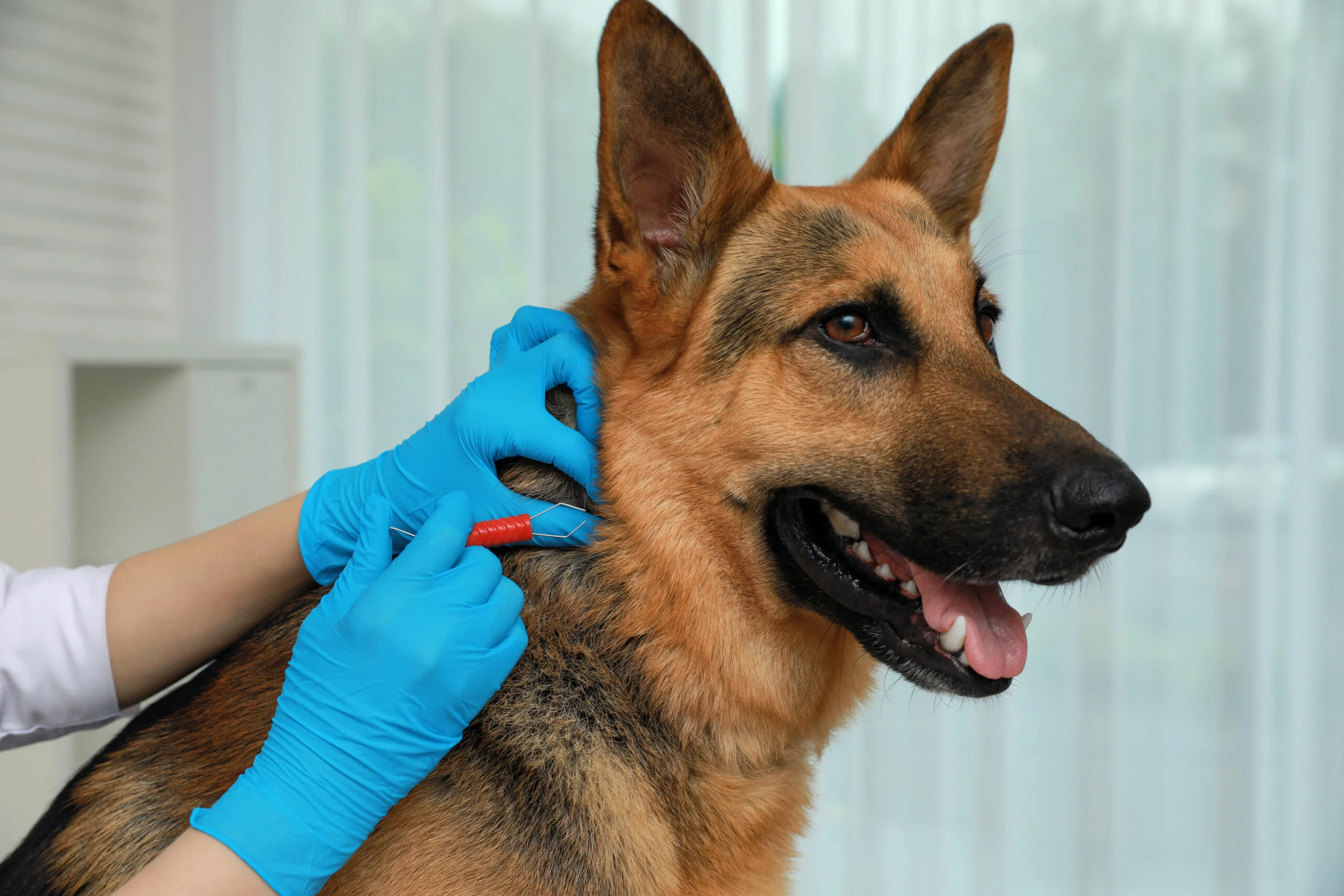 Köpek piresi nasıl tedavi edilir?