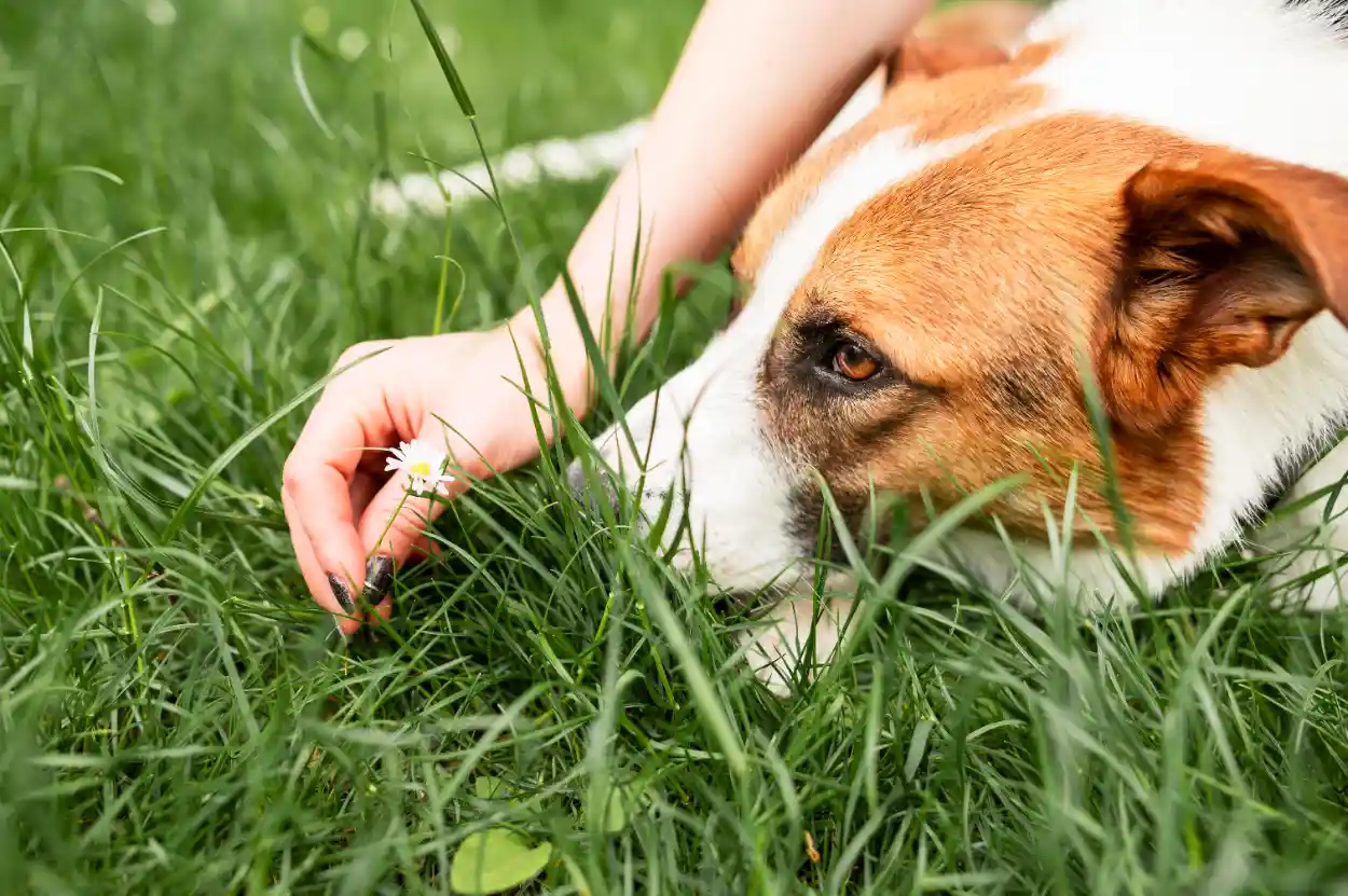 Köpeklerde anafilaksi