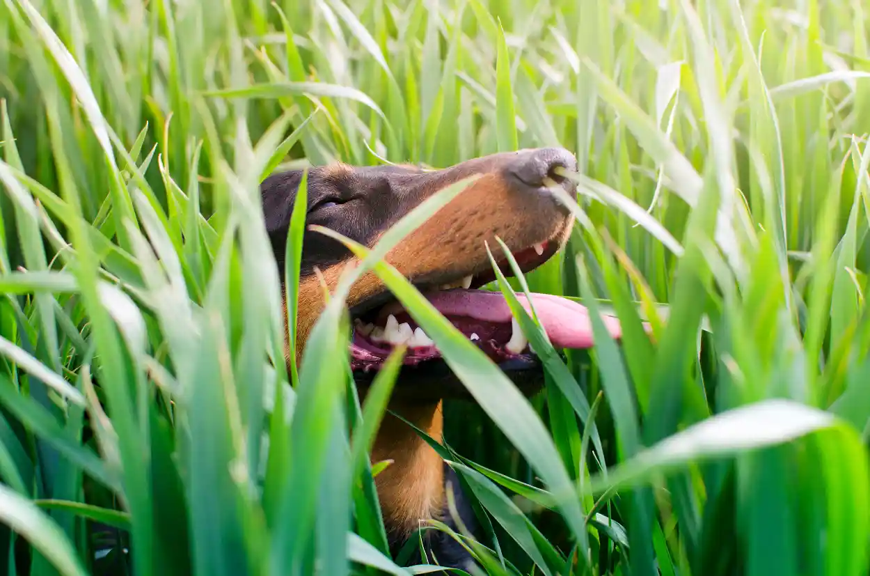 Köpeklerde anafilaksi