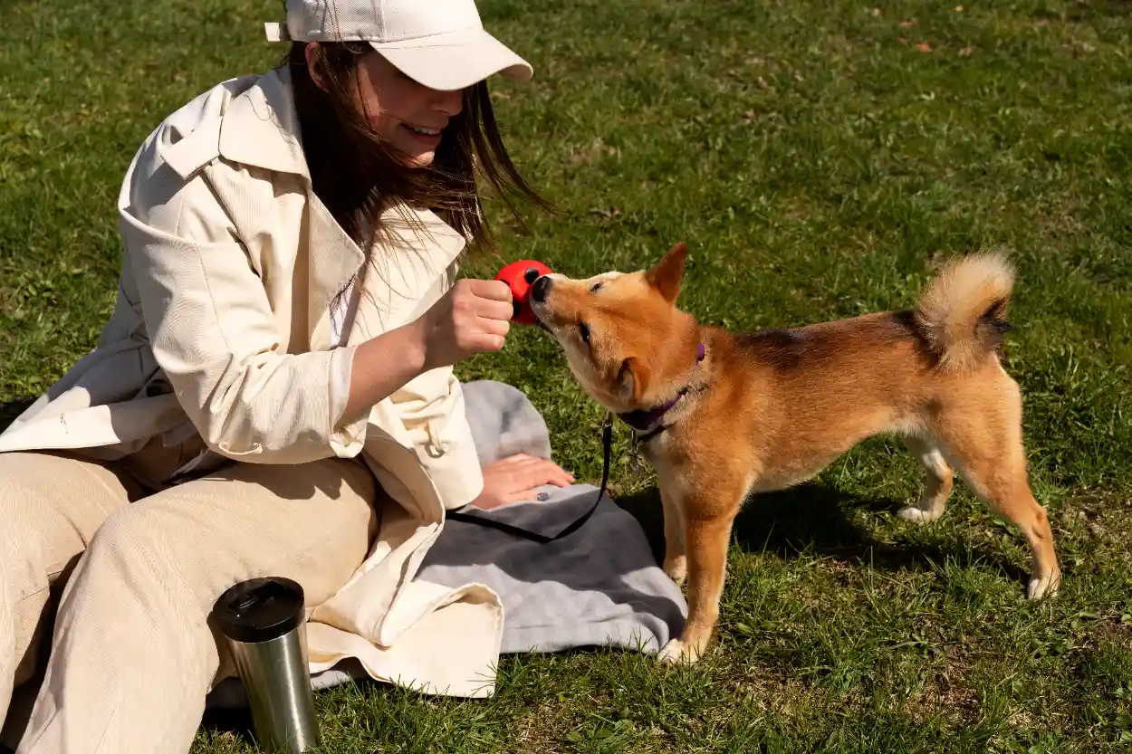 Köpeklerde Arı Sokmasına Ne İyi Gelir?