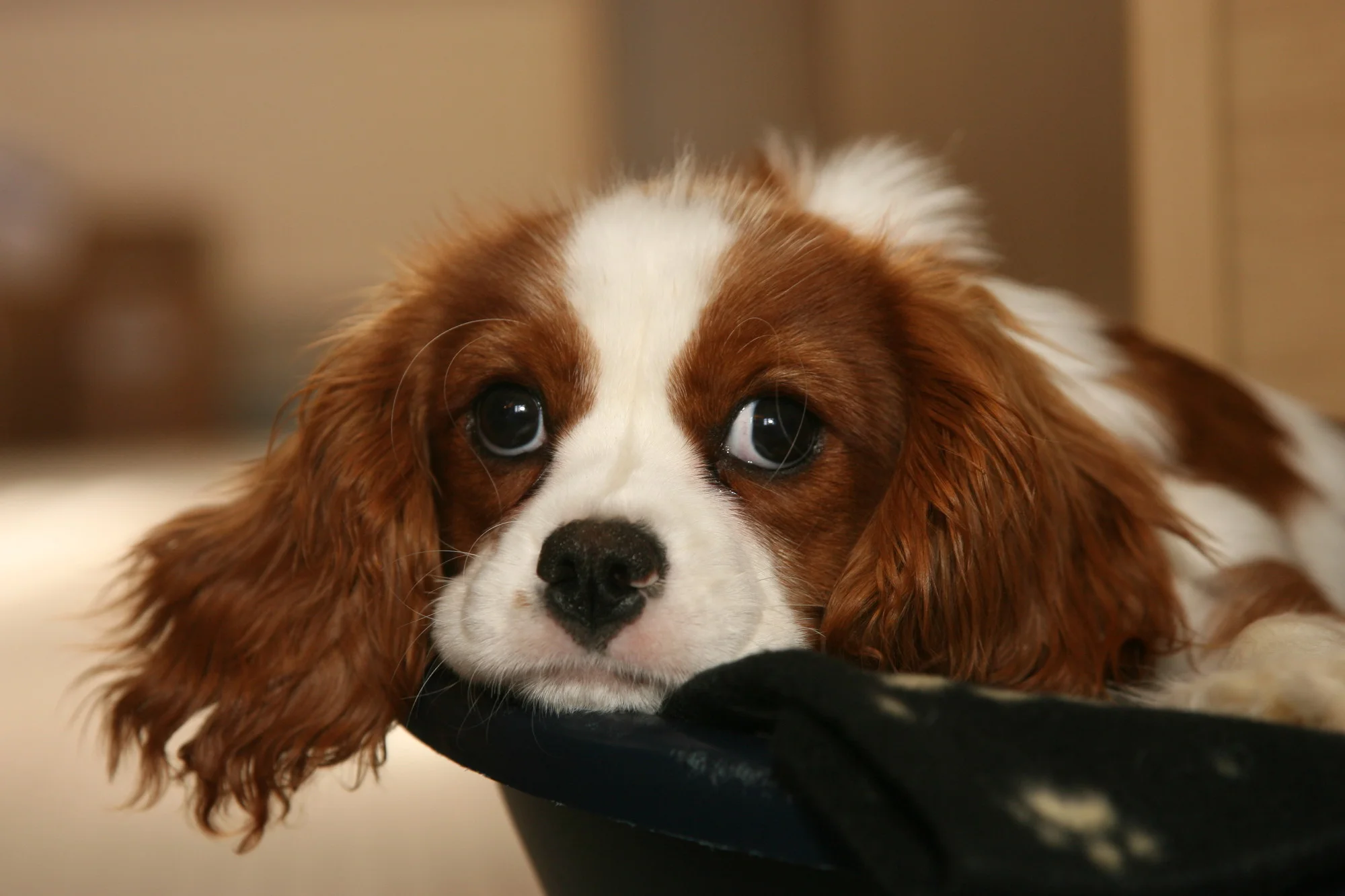 Köpeklerde epilepsi neden olur?