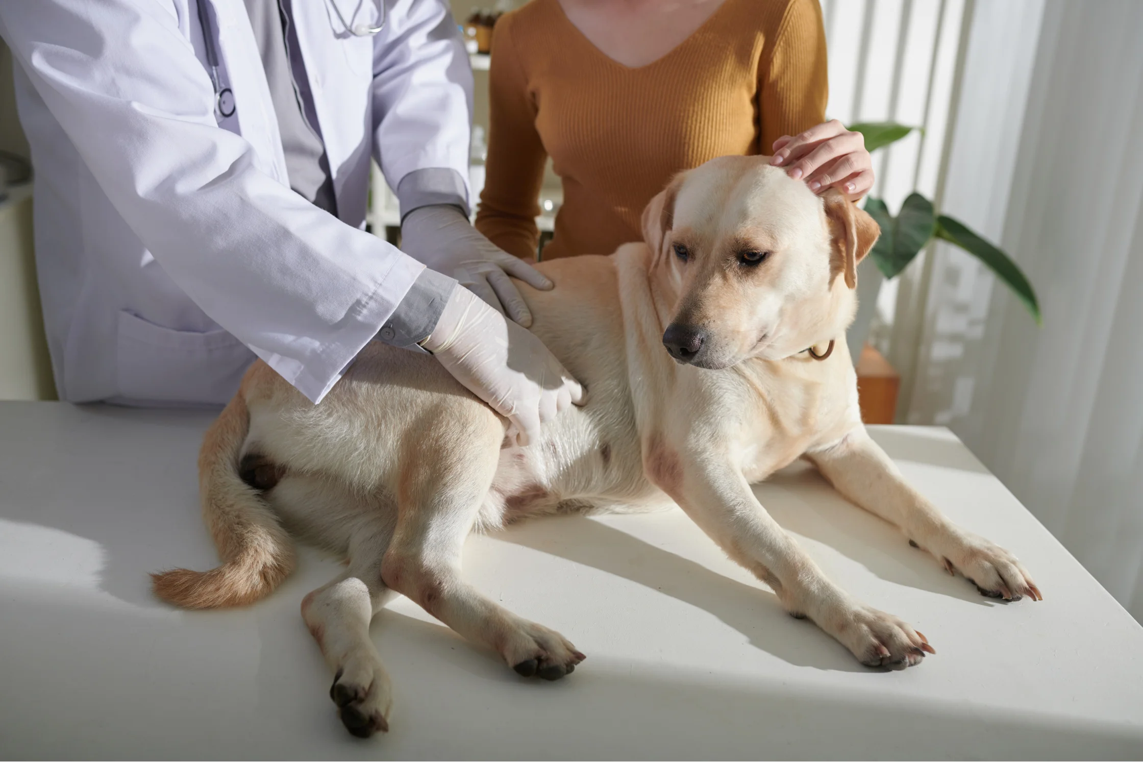 Köpeklerde epilepsi belirtileri ve tedavisi