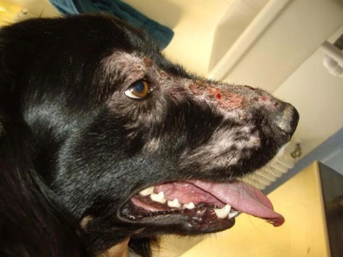 Köpeklerde leishmania hastalığı