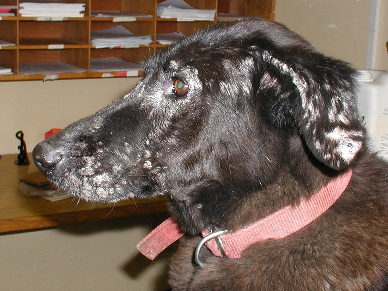 Köpeklerde leishmania hastalığı