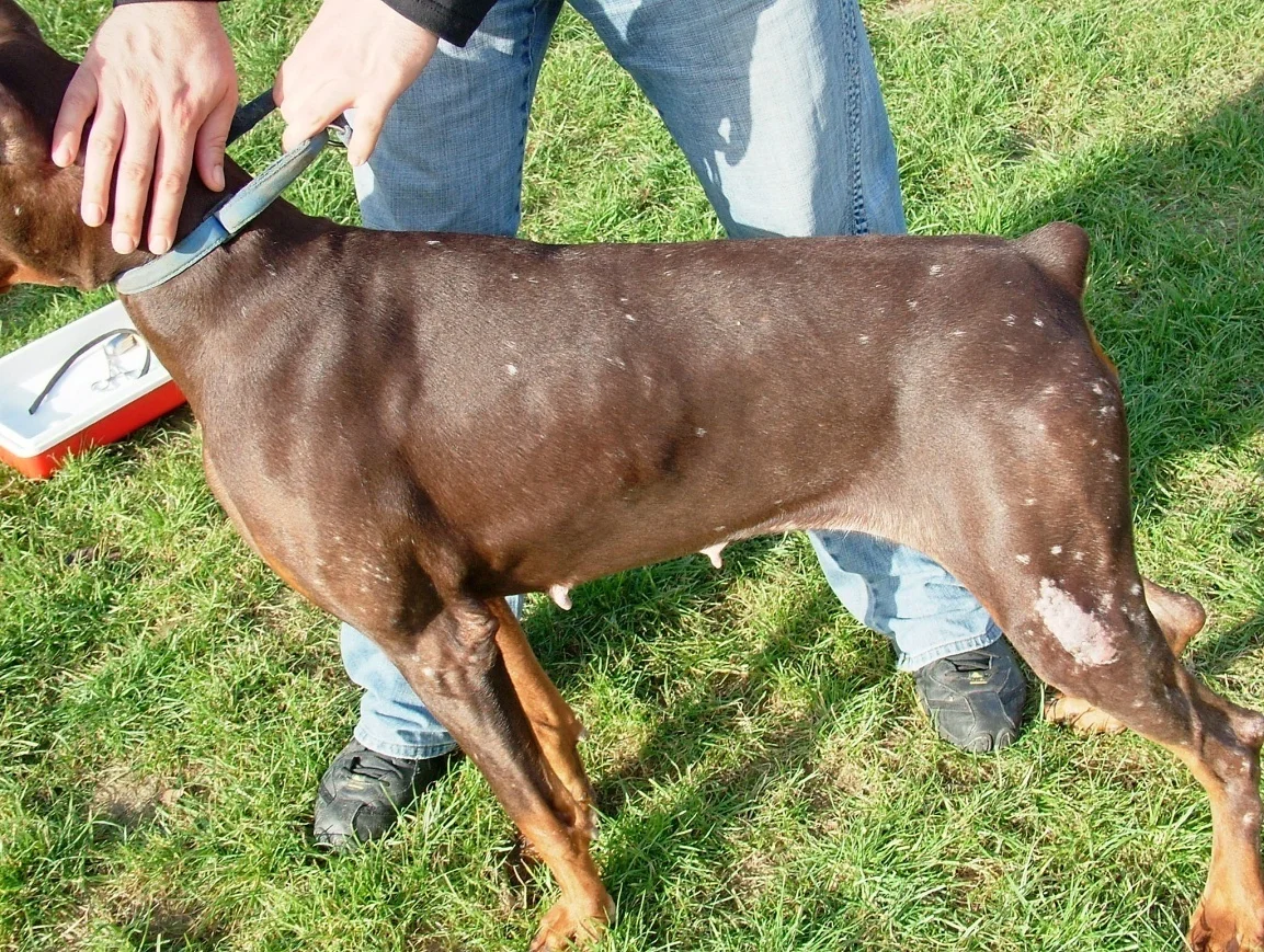 Leishmania Köpek Tasması İşe Yarar Mı?