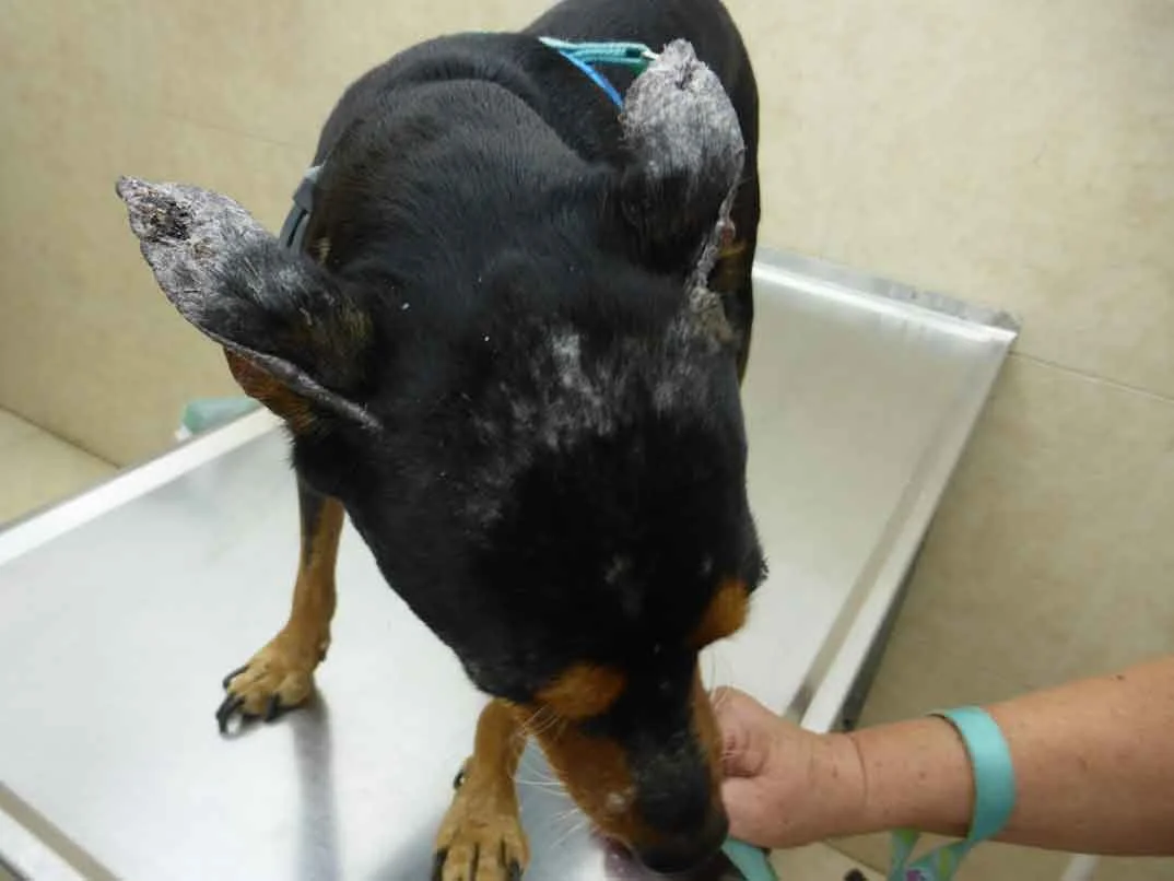 Leishmania Köpeklere Nasıl Bulaşır?