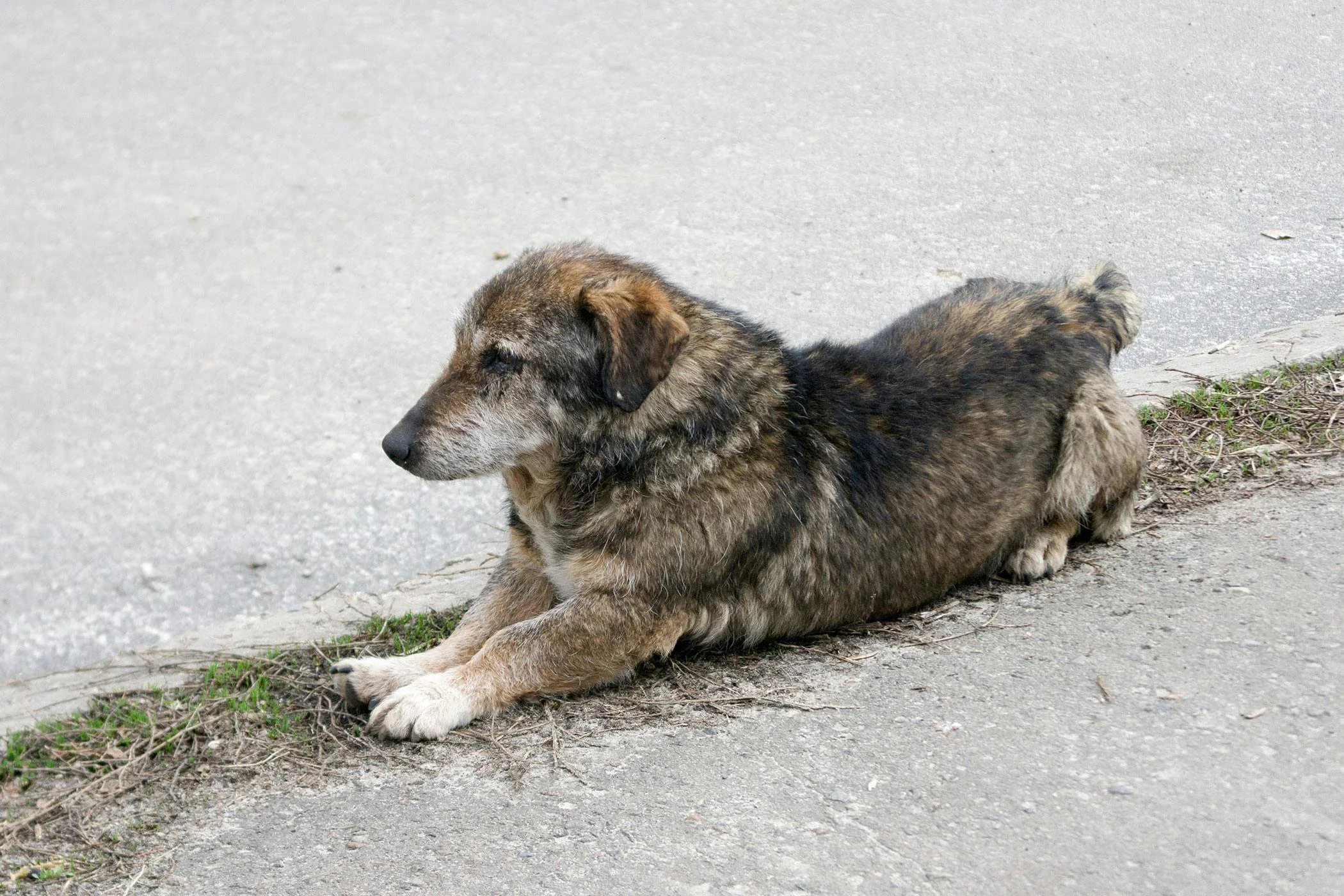 Leishmania Köpek Hastalığı Tedavisi