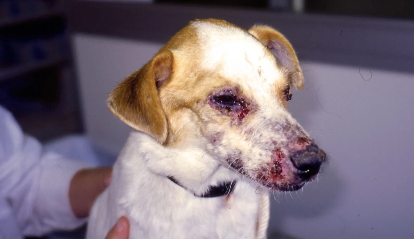 Leishmania Köpekten İnsana Bulaşır Mı?