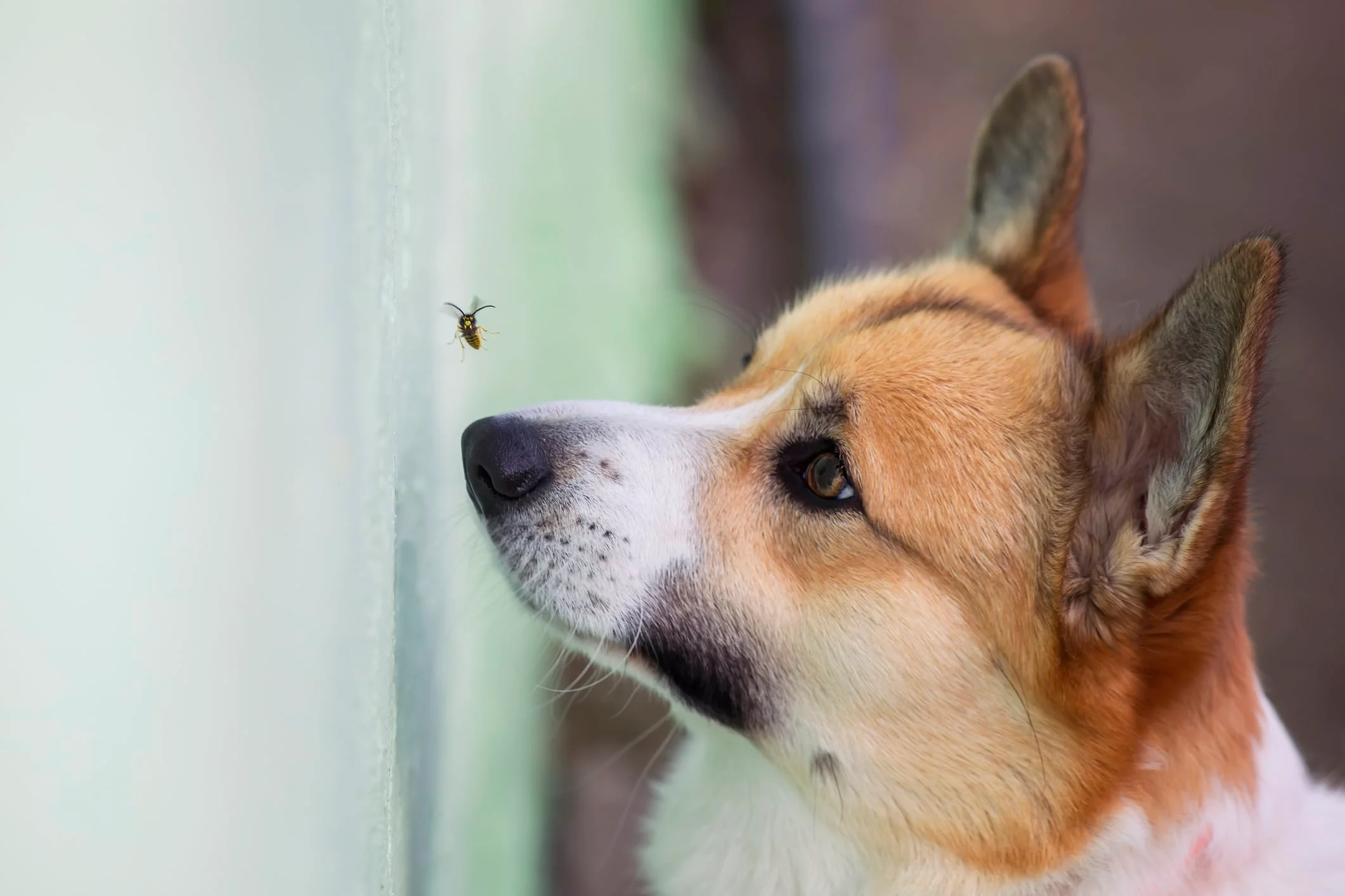 Köpekleri Arı Sokması Durumunda Ne Yapılmalı?