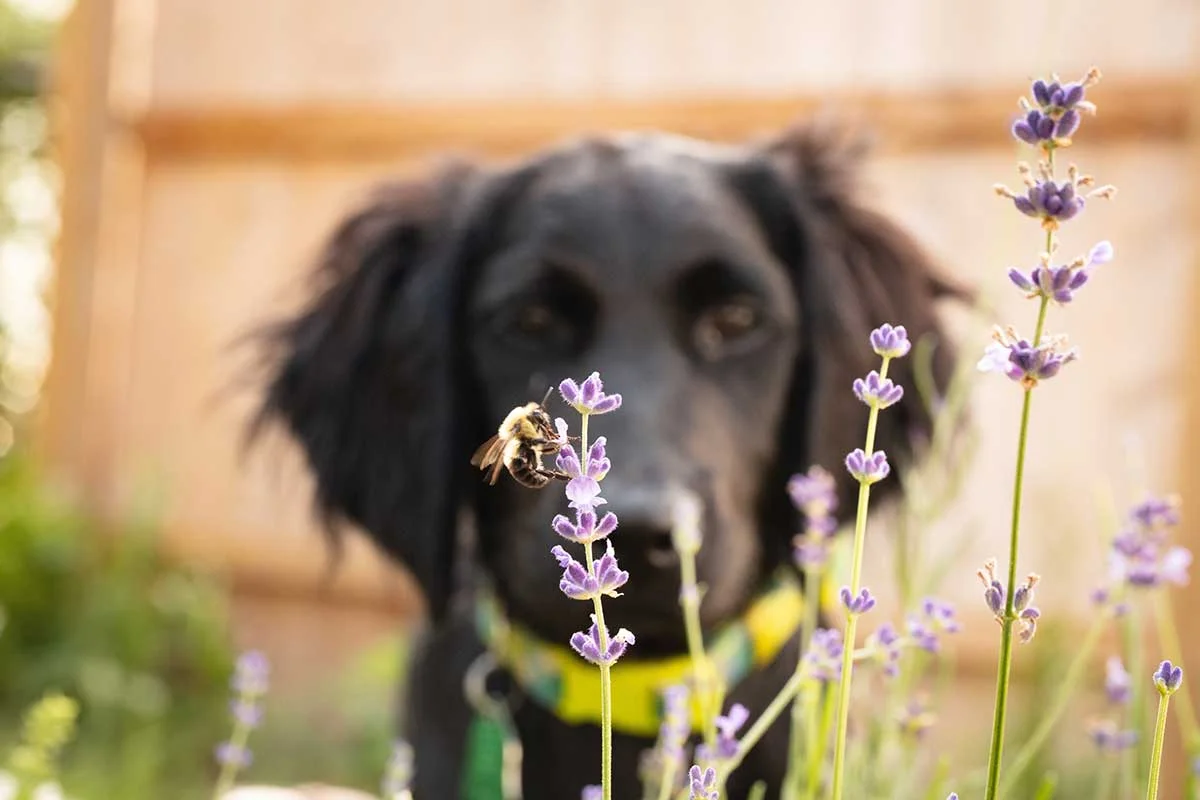 Köpekleri Arı Sokması Durumunda Ne Yapılmalı?