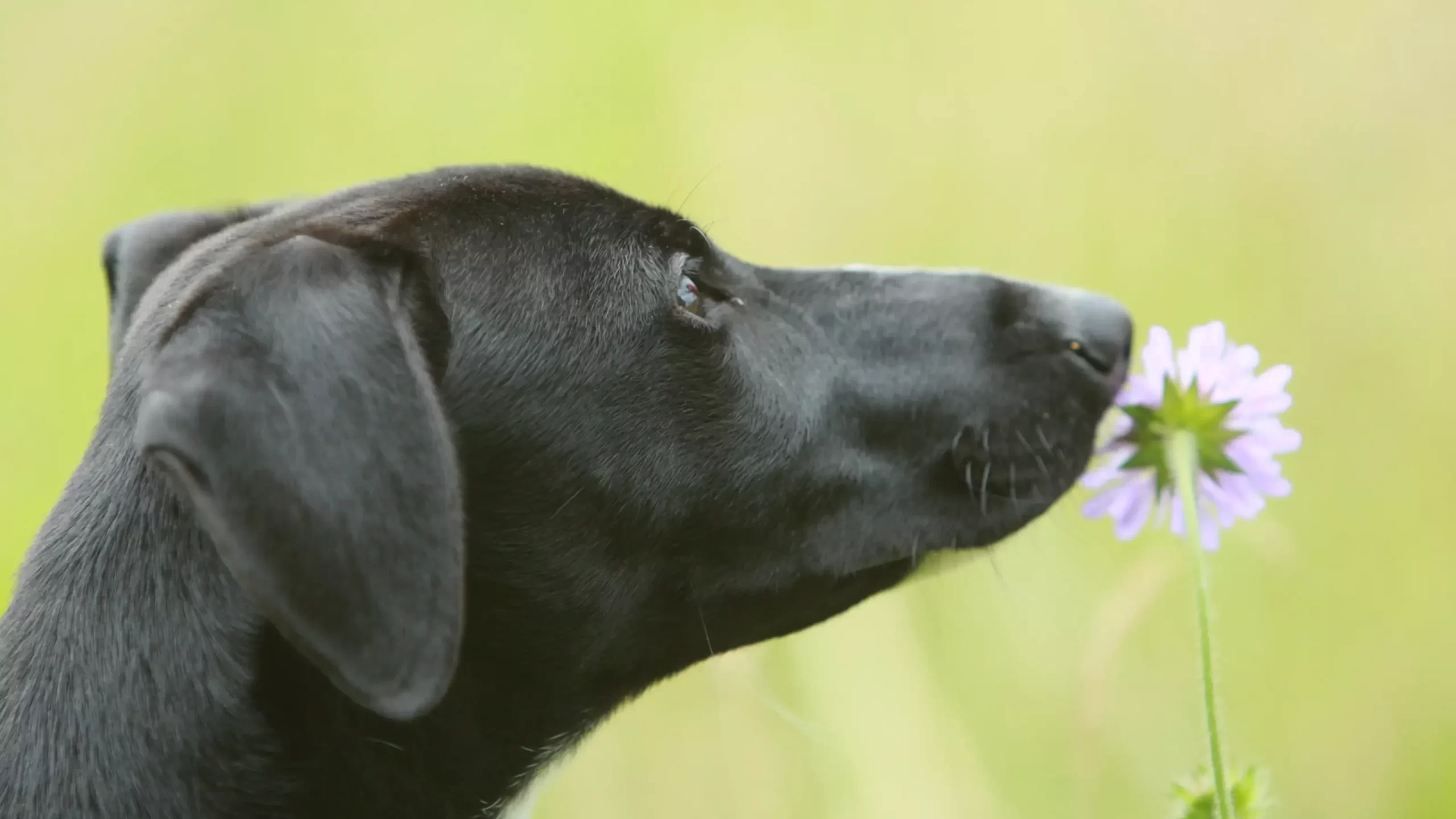 Köpekleri Arı Sokması Durumunda Ne Yapılmalı?