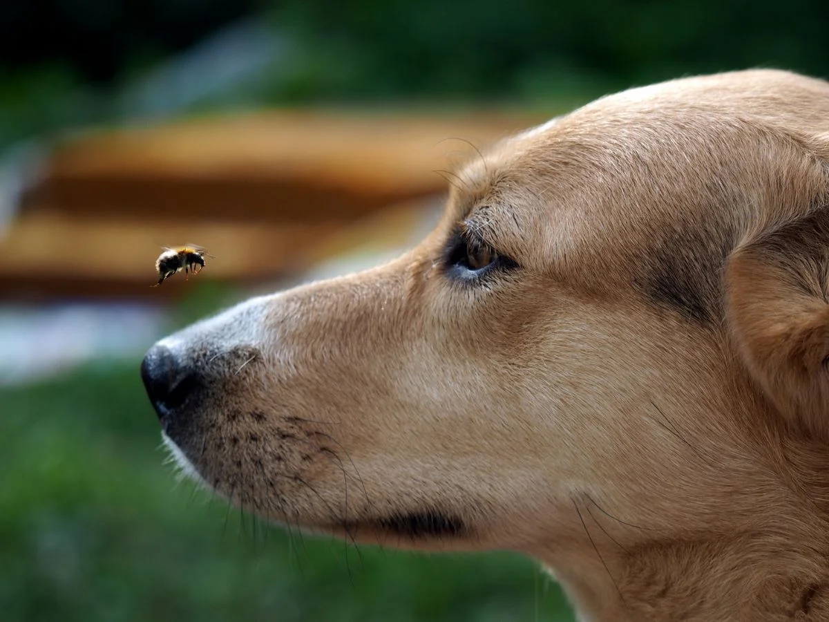 Köpekleri Arı Sokması Nasıl İyileşir?