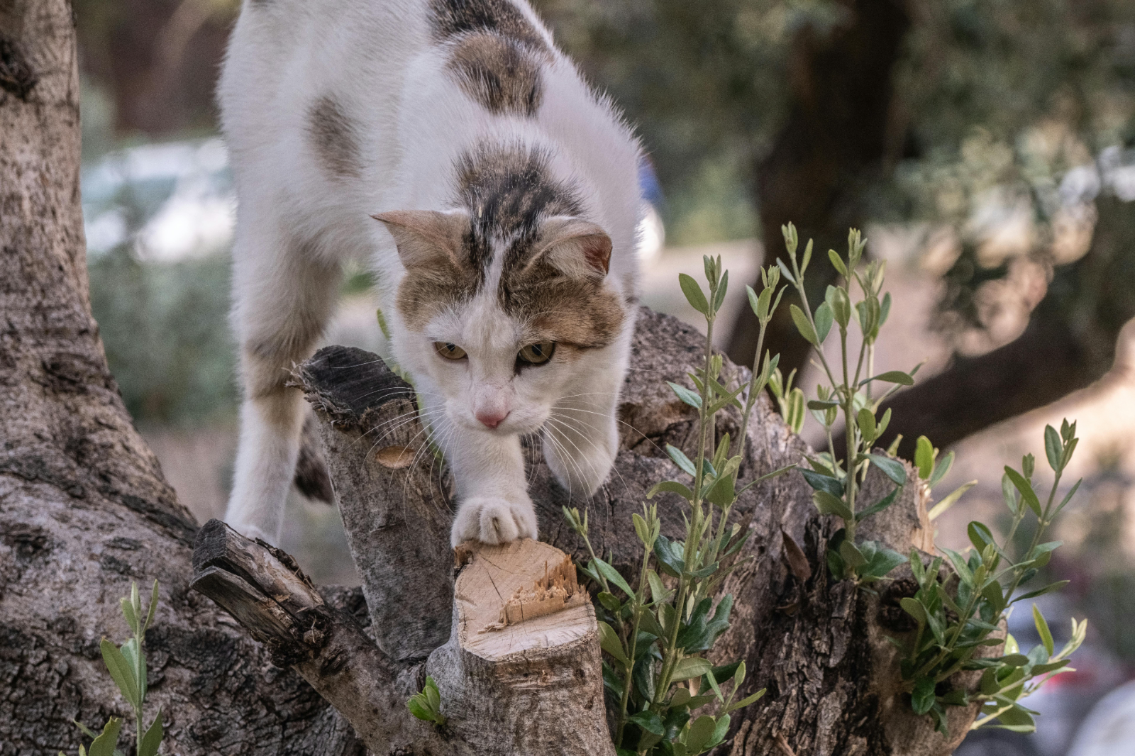 Erkek Kedi Kısırlaştırılmazsa Ne Olur?