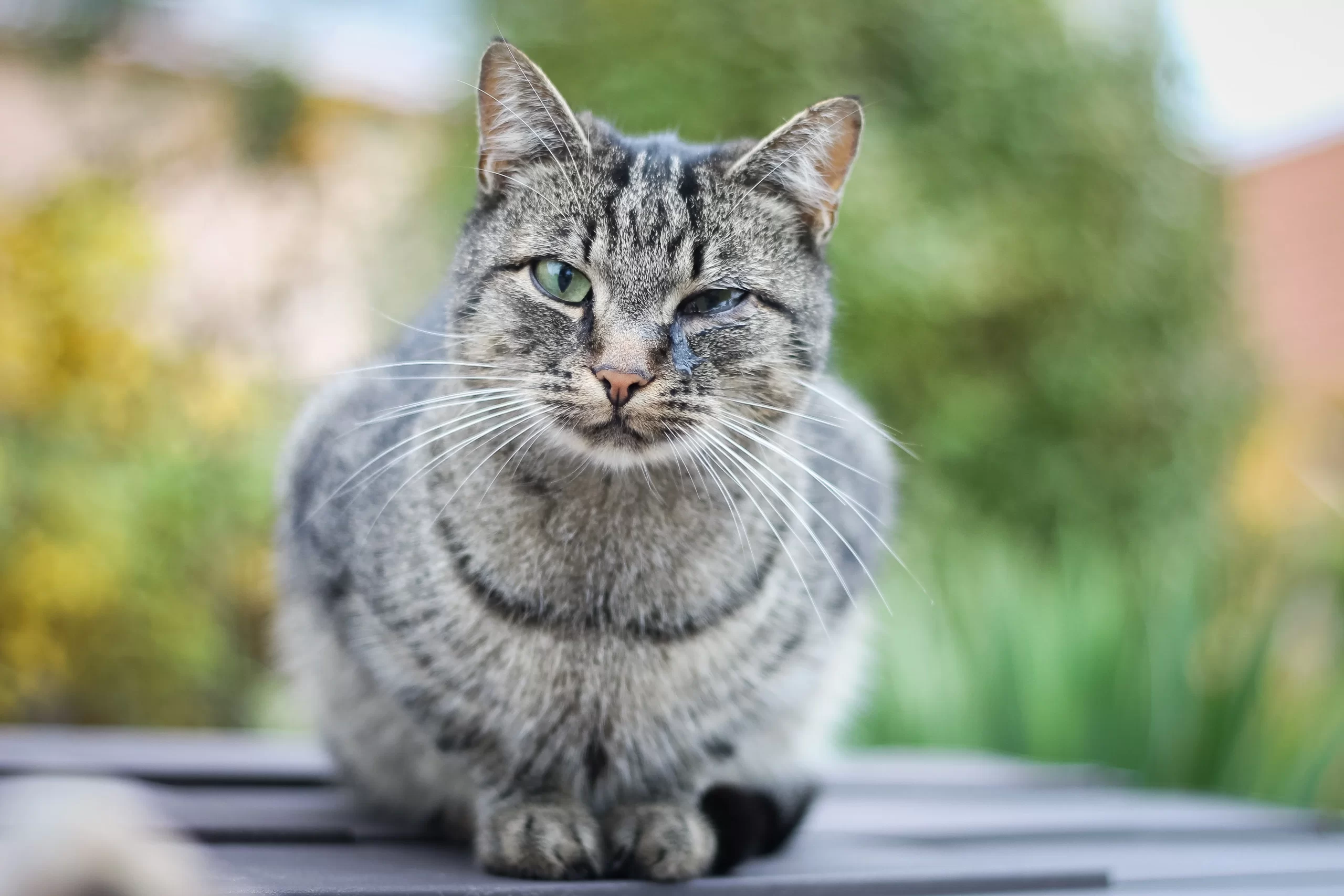 Kedi göz sulanması tedavisi