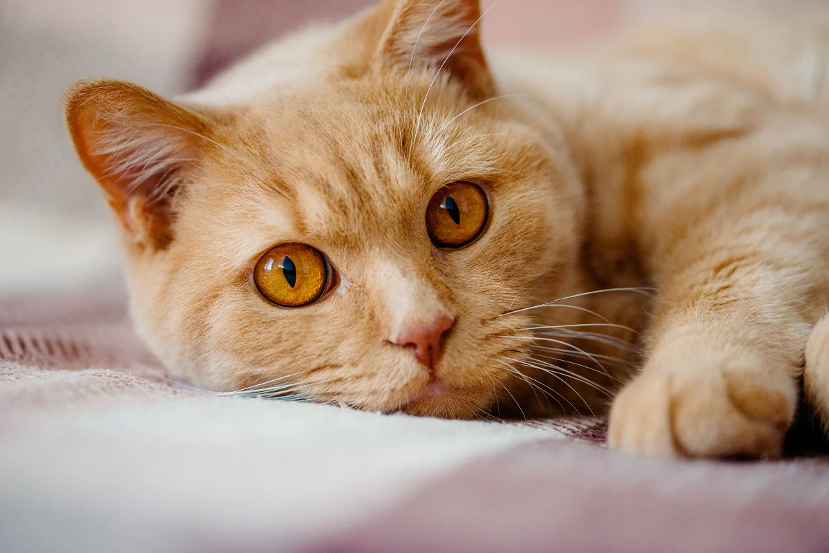 Kedi göz sulanması